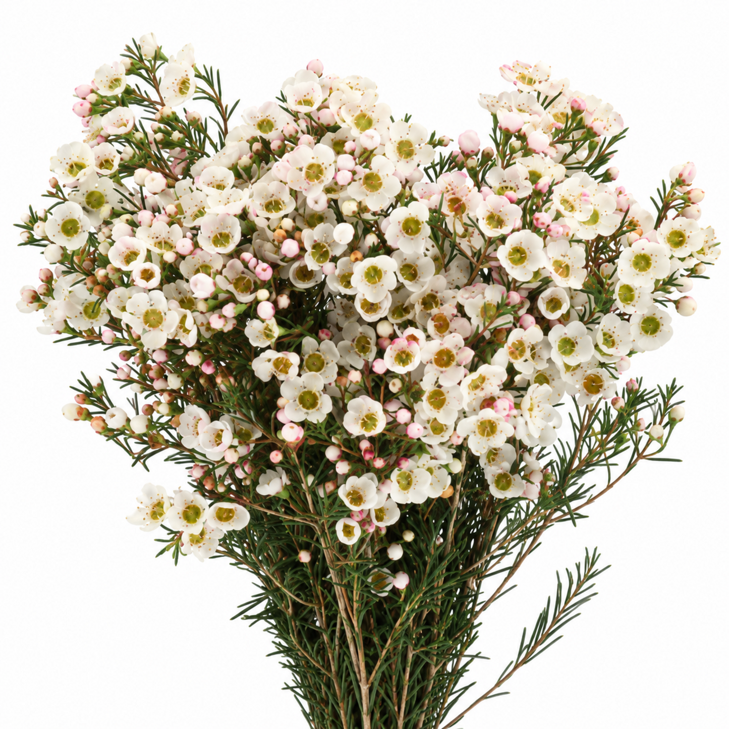 Chamelaucium Rhiannon