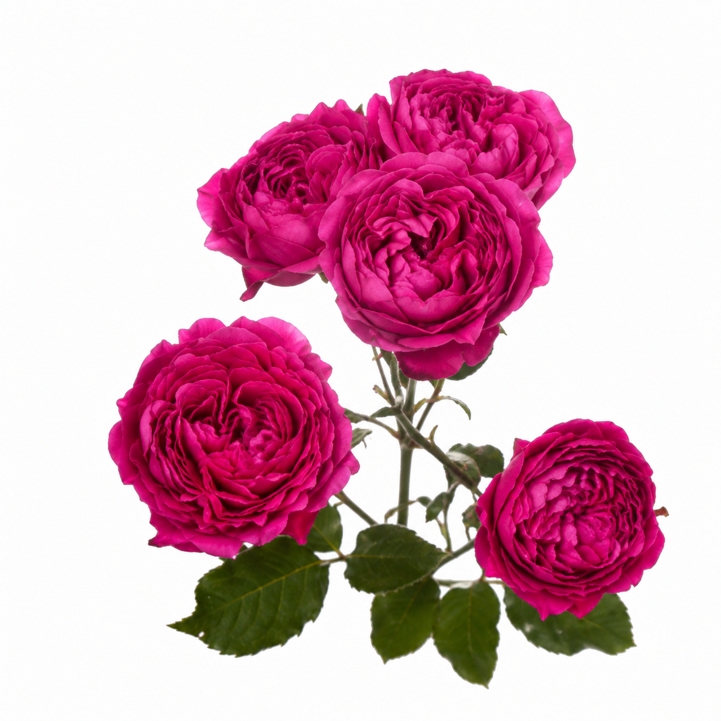 Garden Spray Rose Julietta Cerise