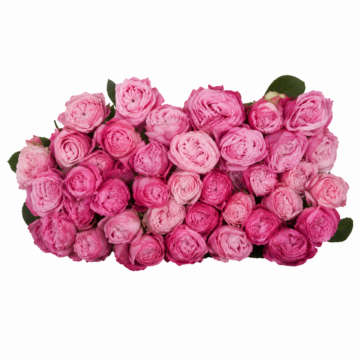 Garden Spray Rose Lady Bombastic