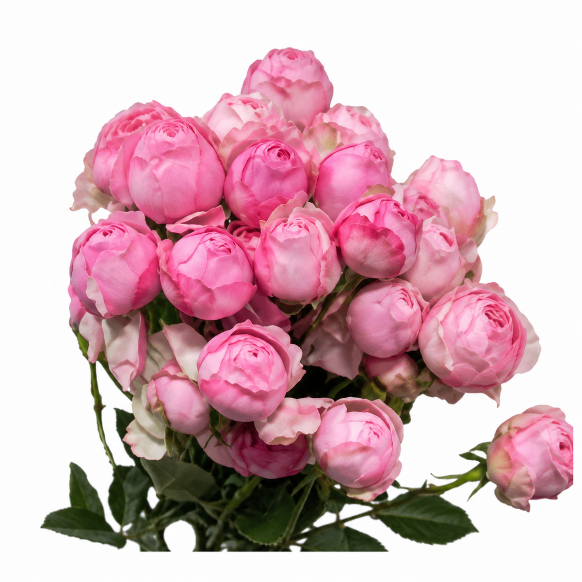 Garden Spray Rose Mansfield Park Pink