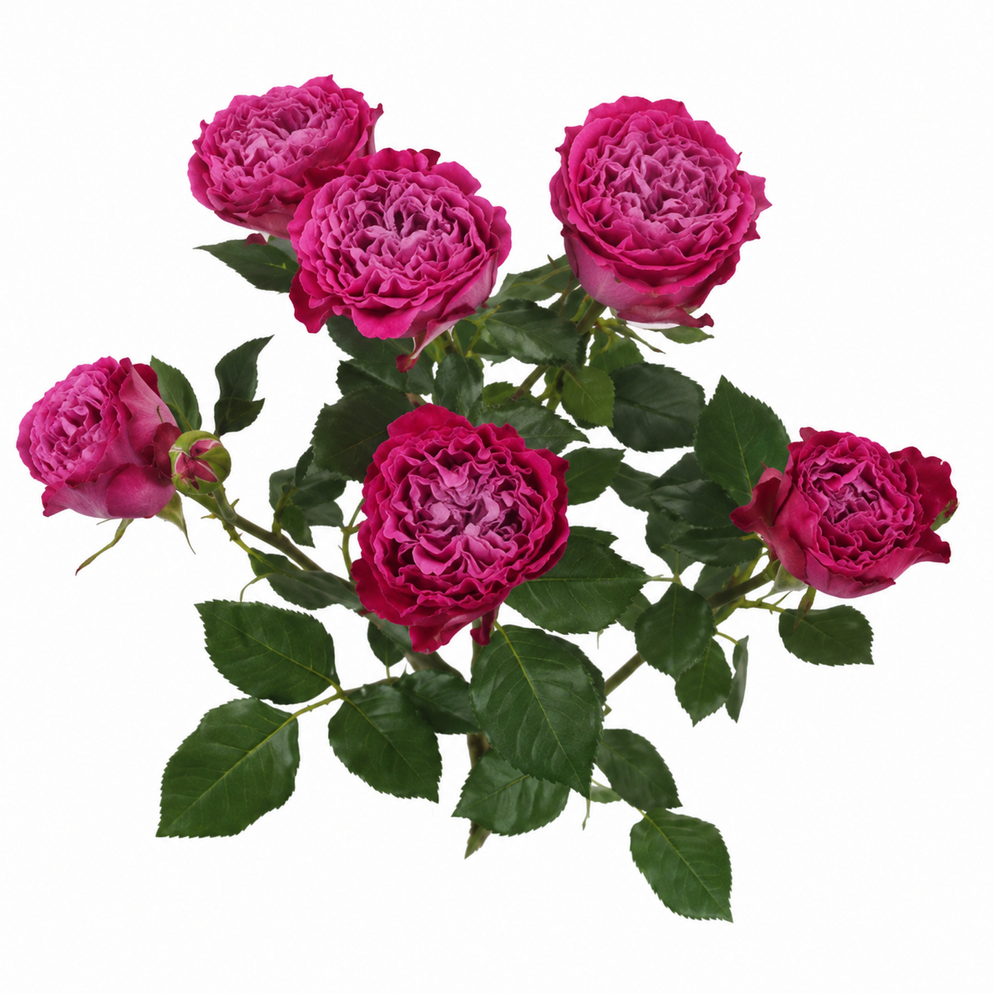 Garden Spray Rose Royal Magic