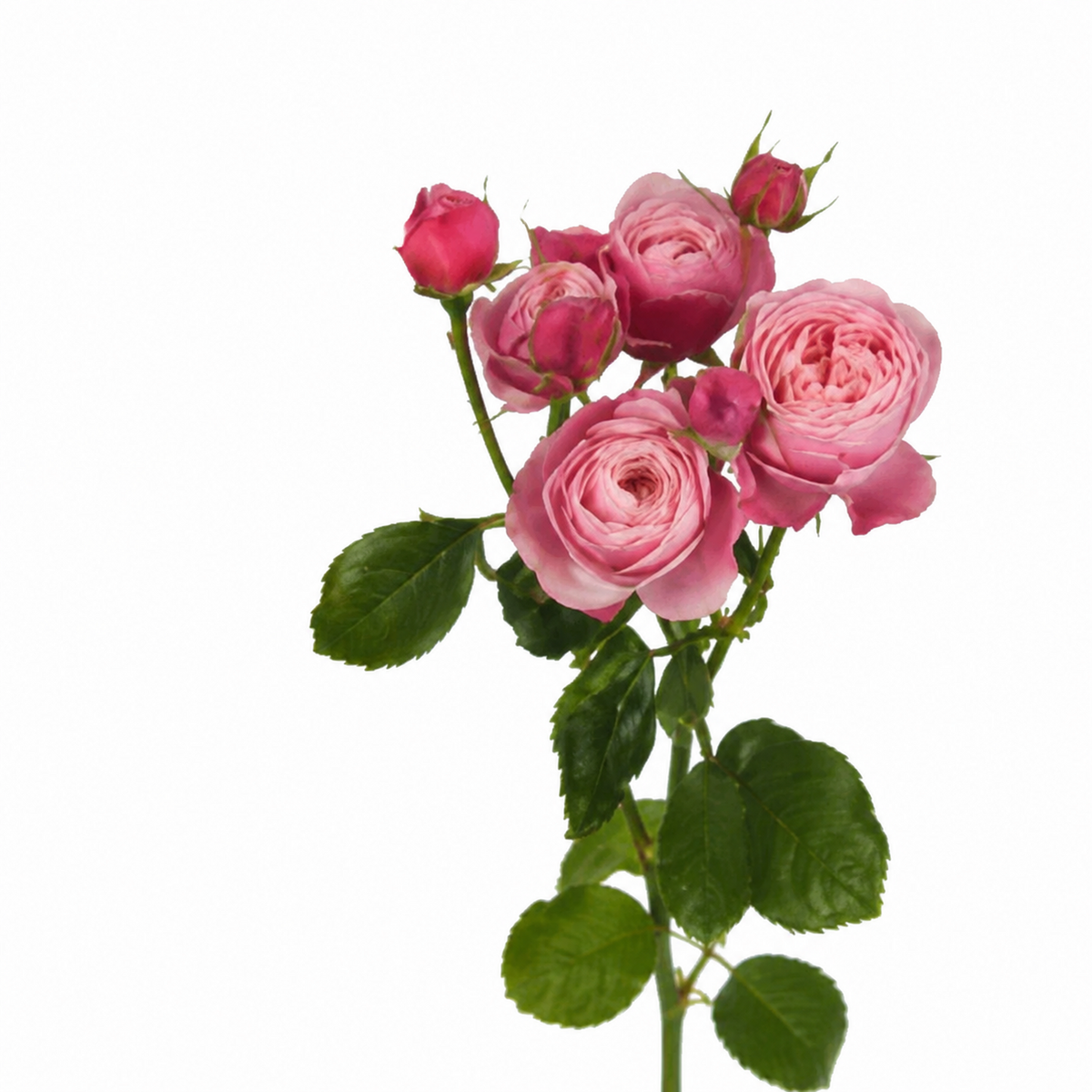 Garden Spray Rose Silva Pink