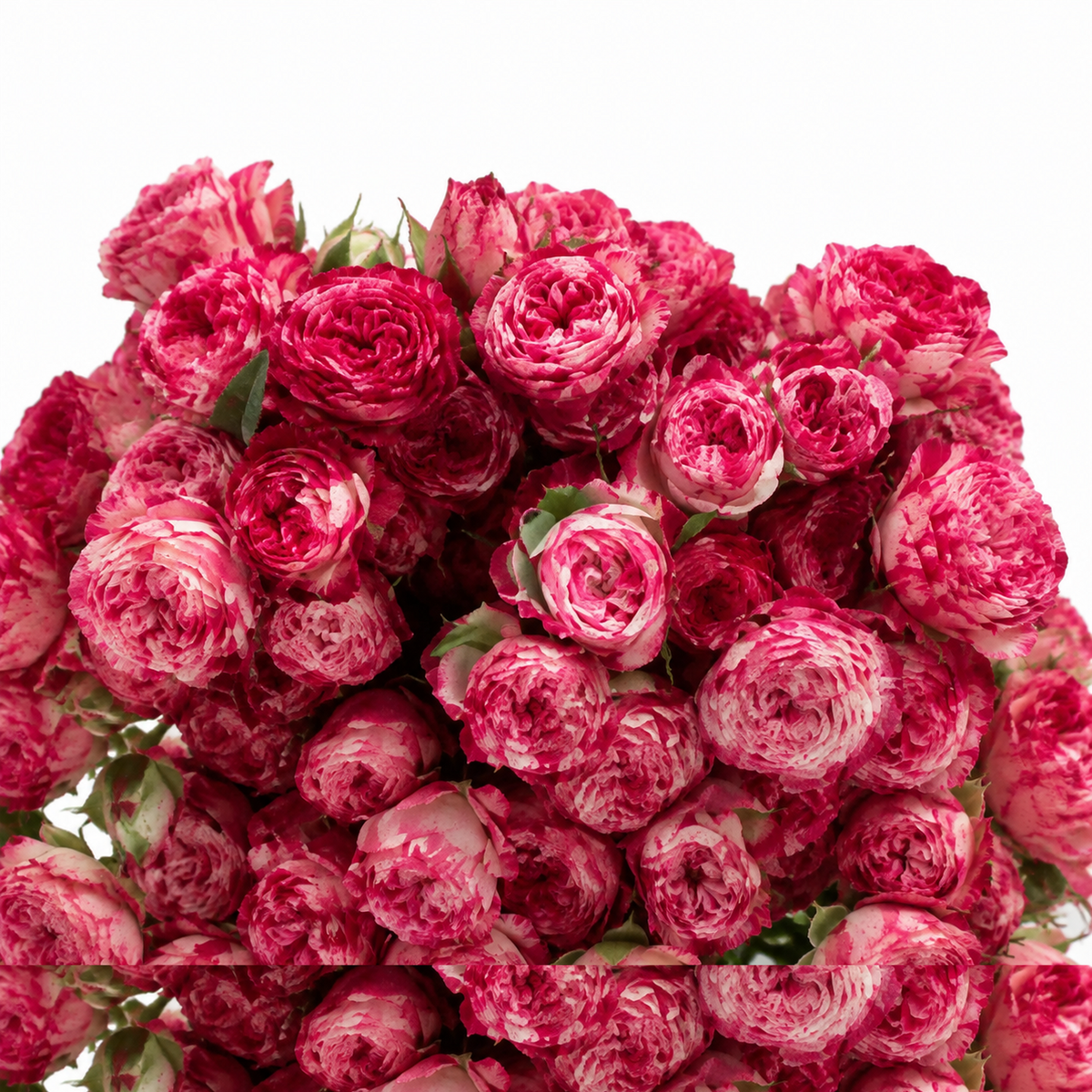 Garden Spray Rose Sunset Magic