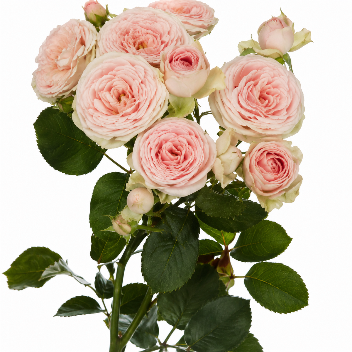 Garden Spray Roses Sweet Giselle