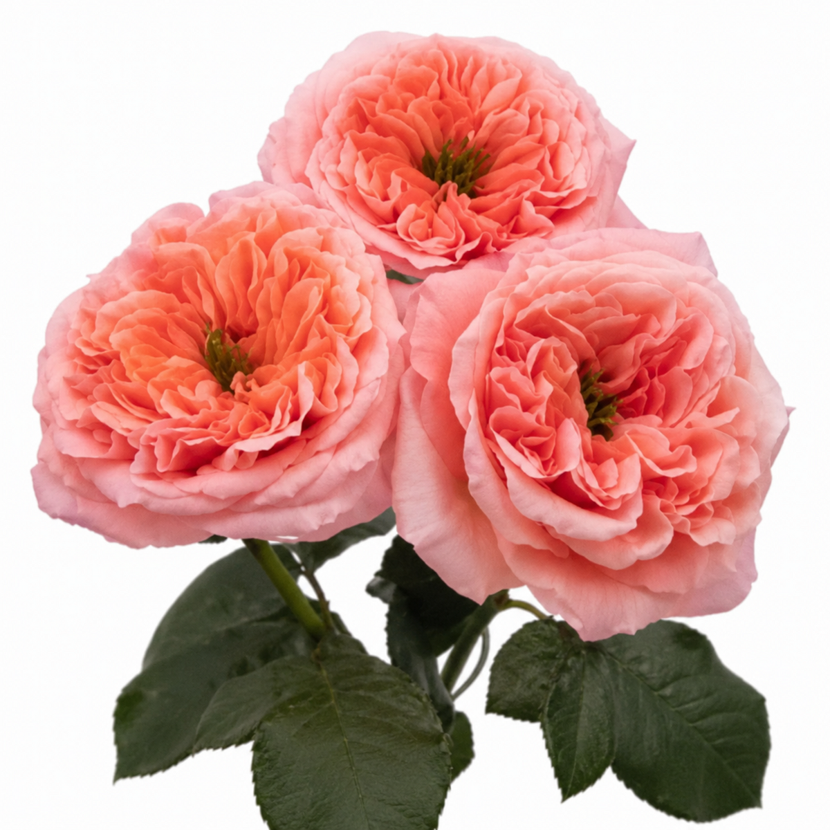 Garden Type Spray Rose La Mandarina