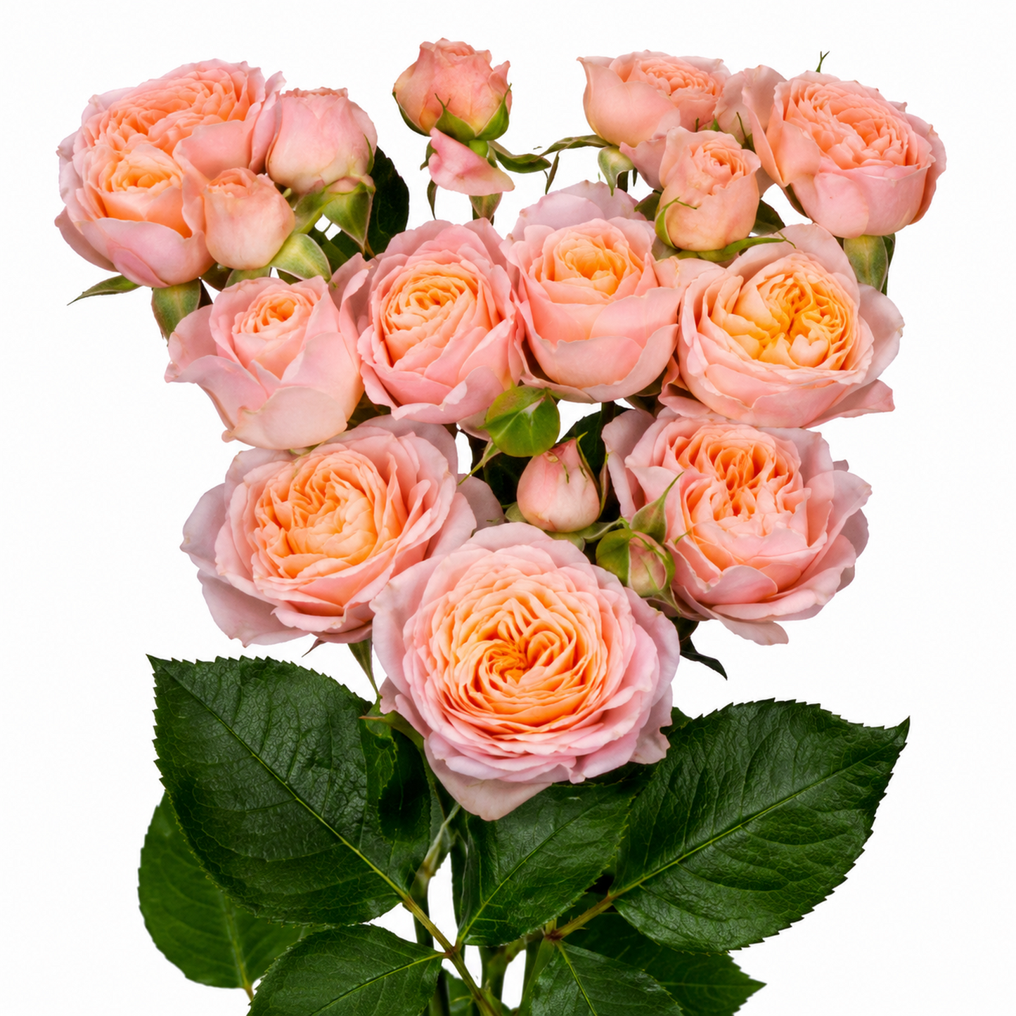 Garden Type Spray Rose Villandry