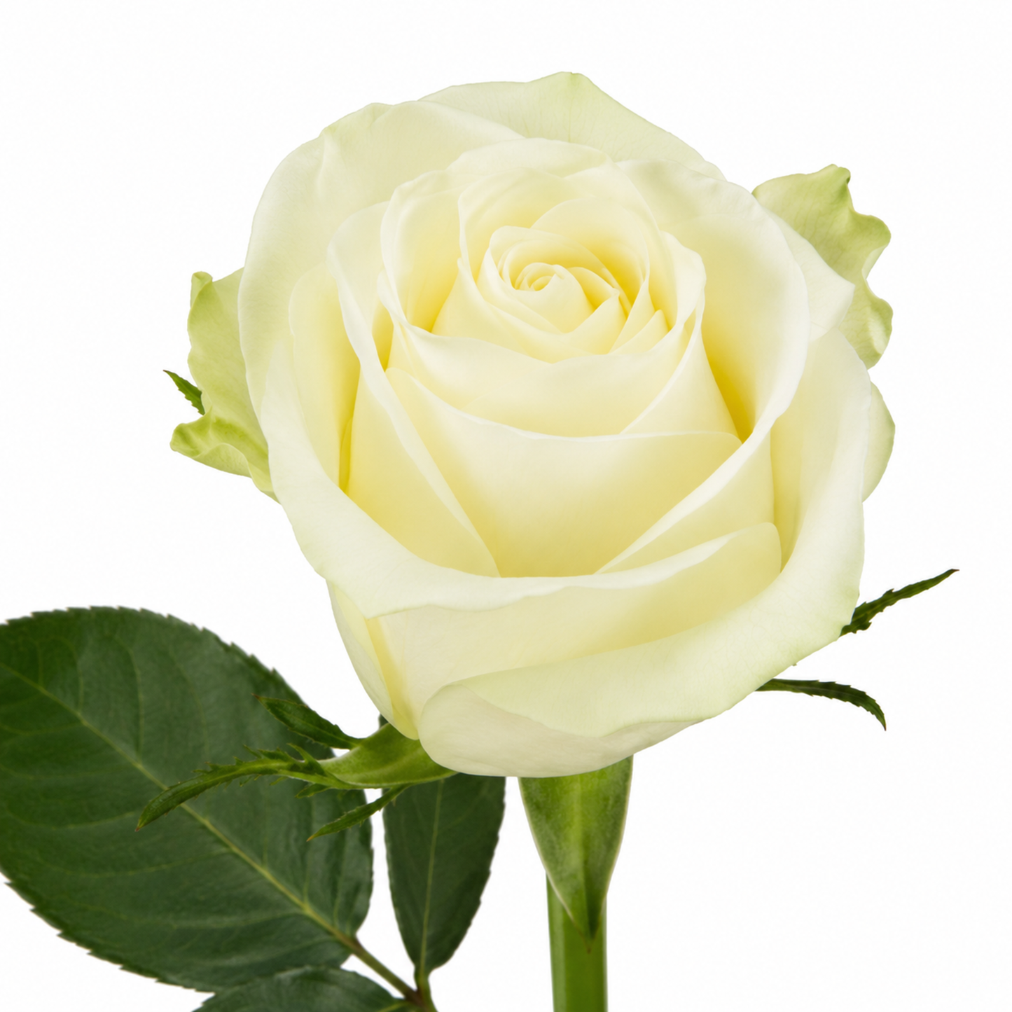 Rose Albatros