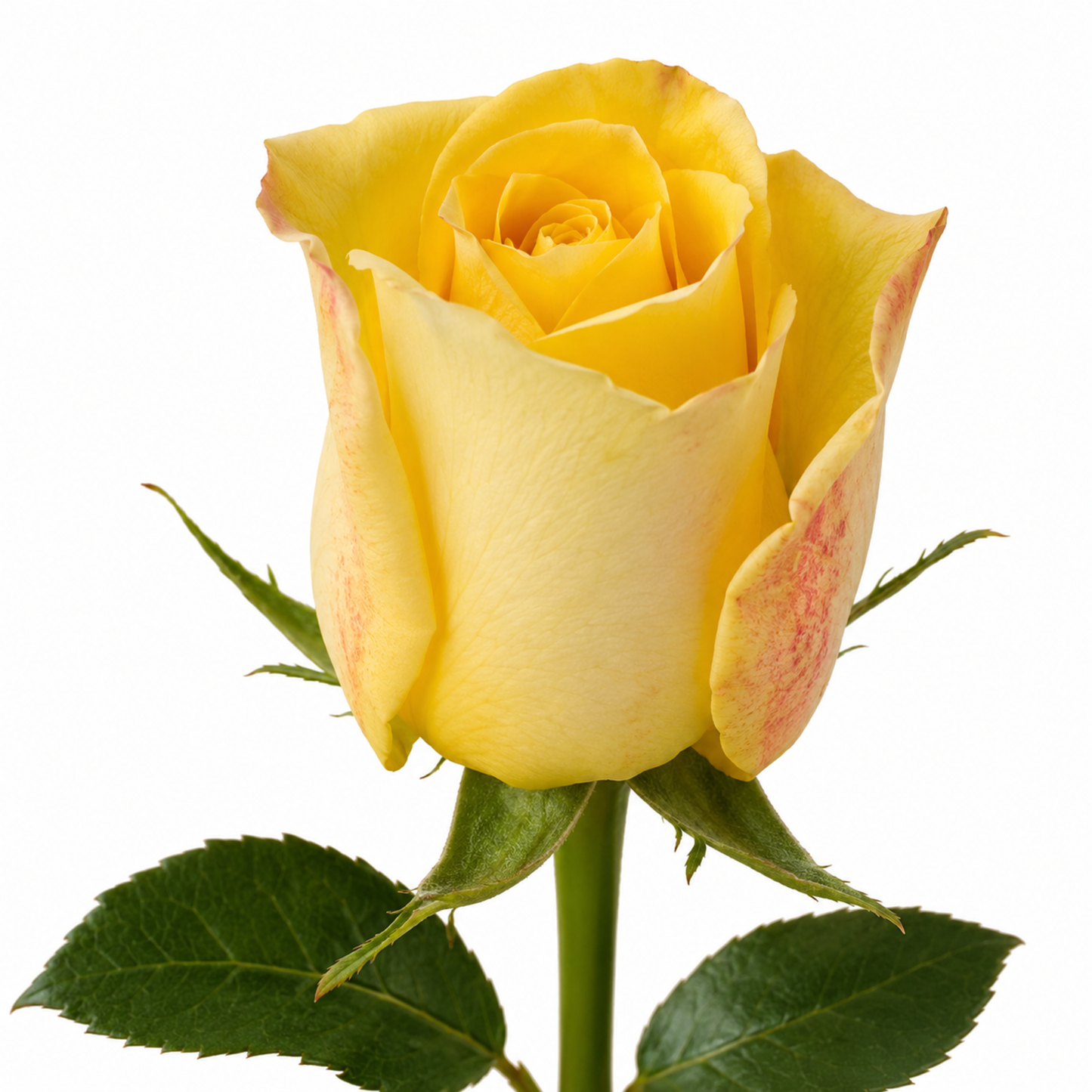 Rose Downtown