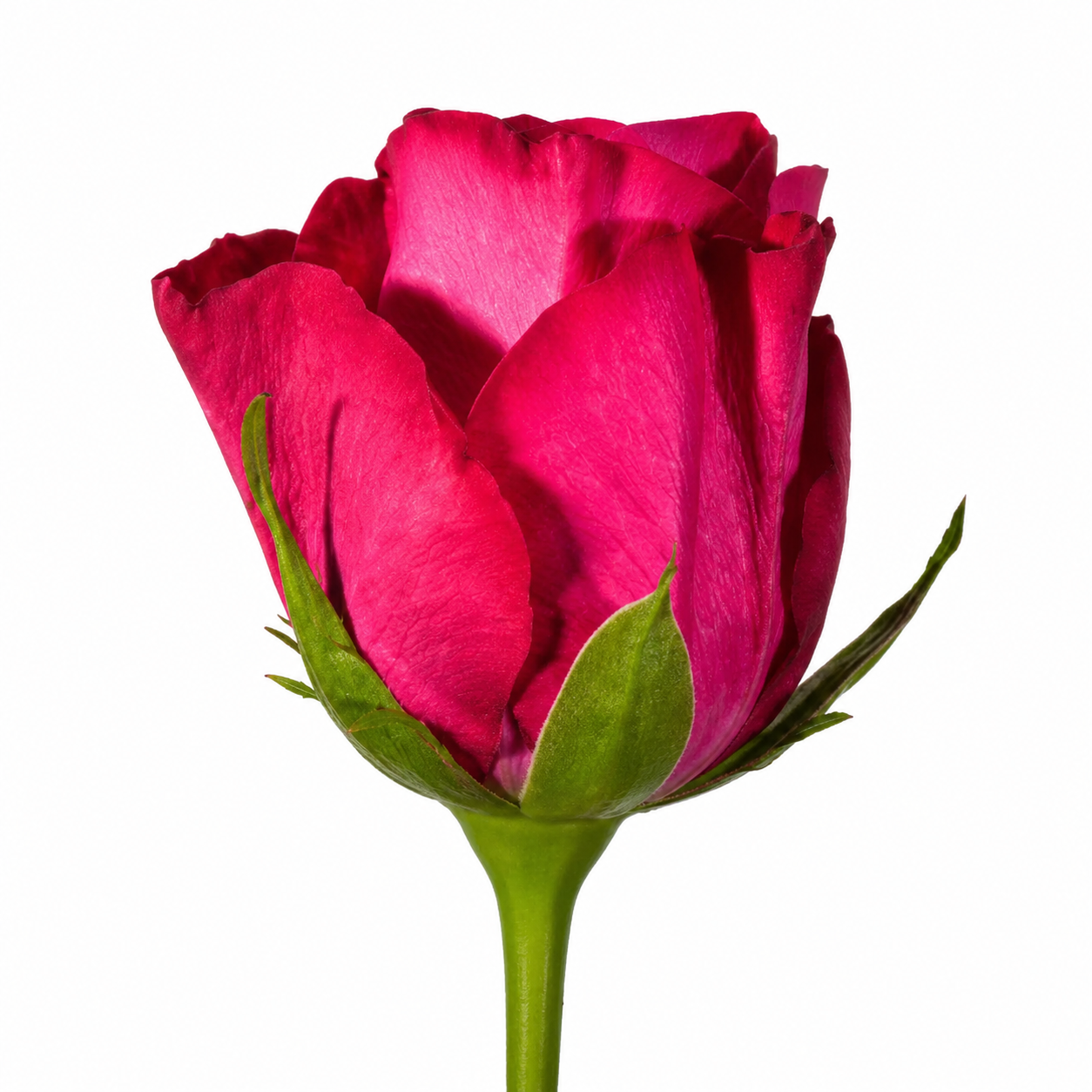 Rose Madam Cerise