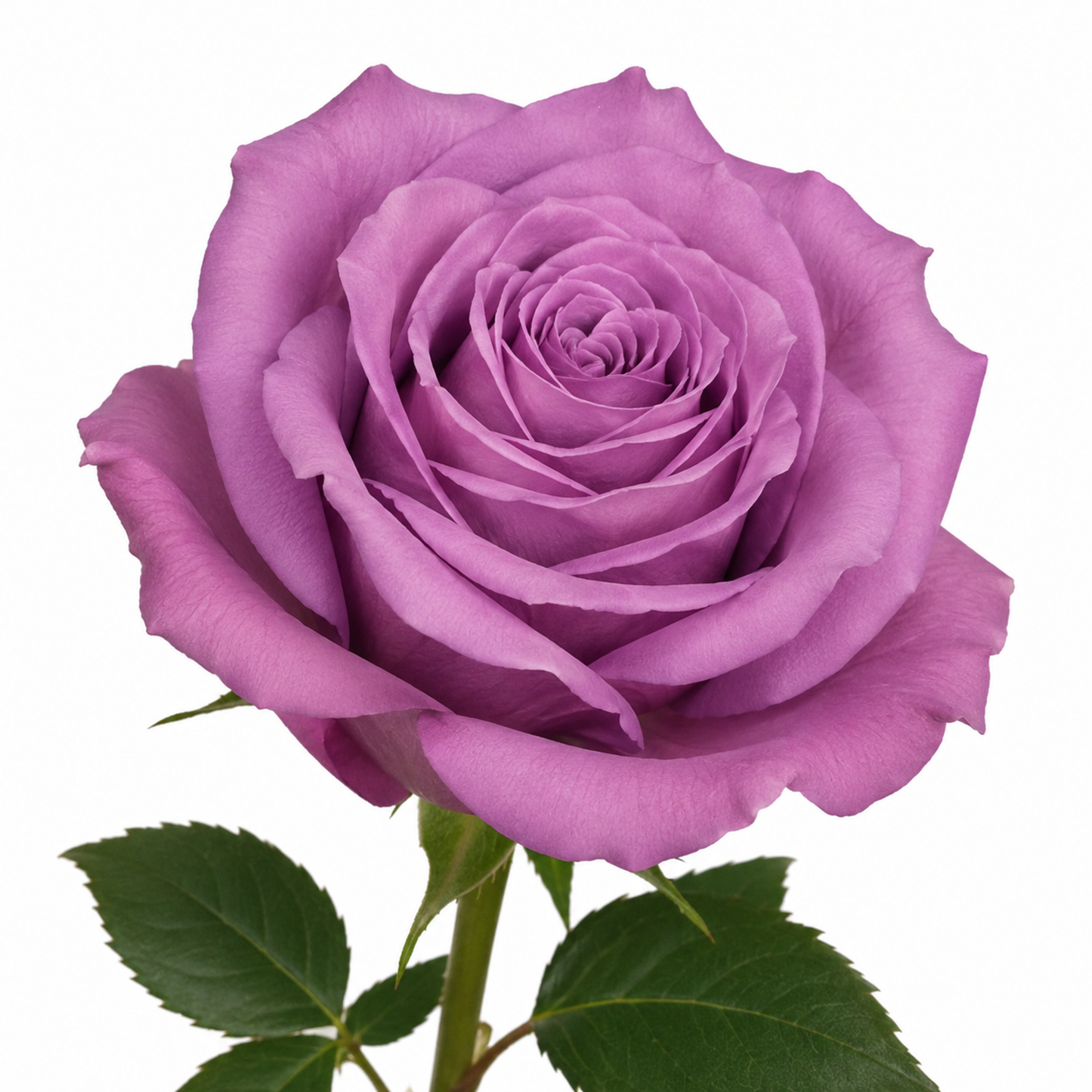 Rose New Orleans