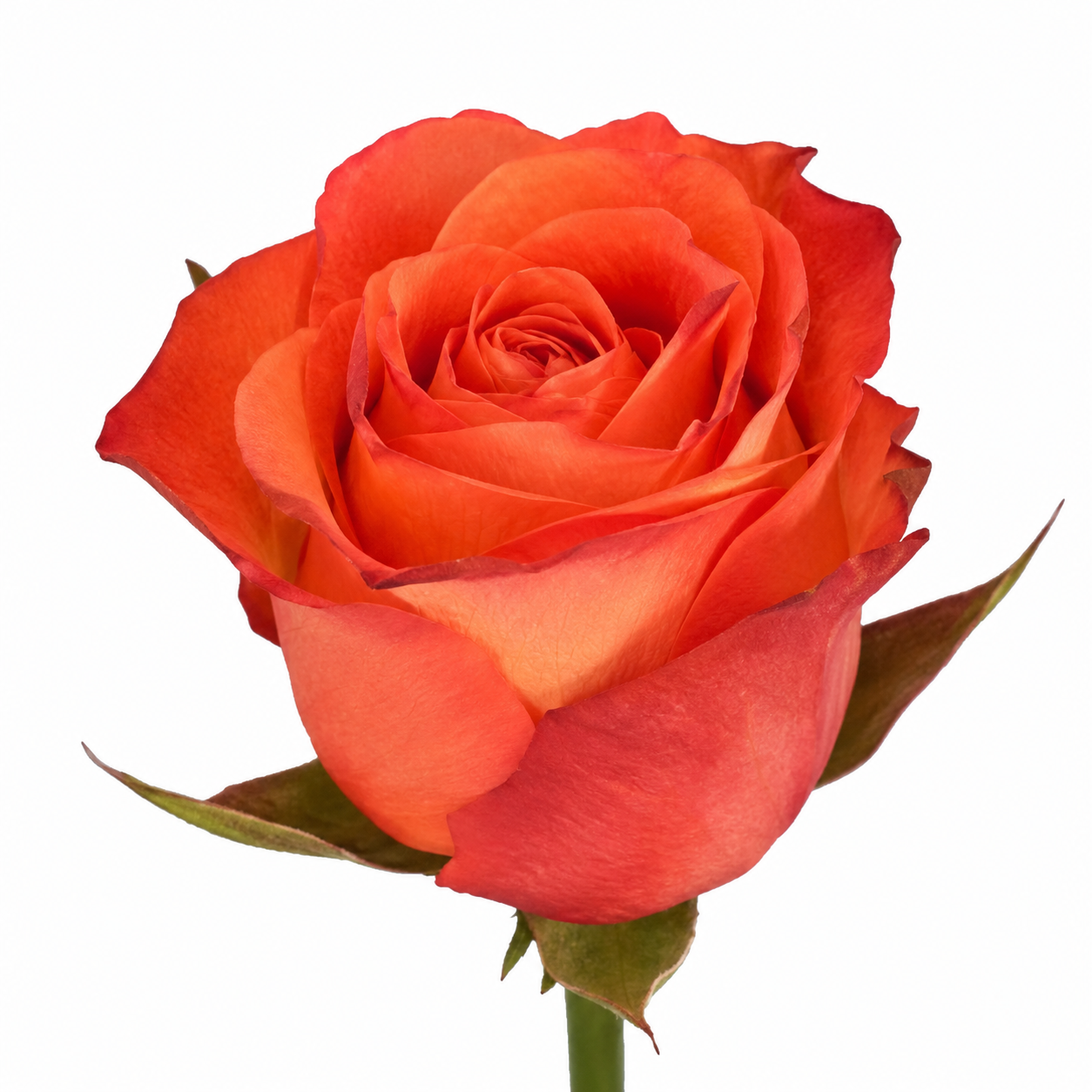 Rose Orange Wave