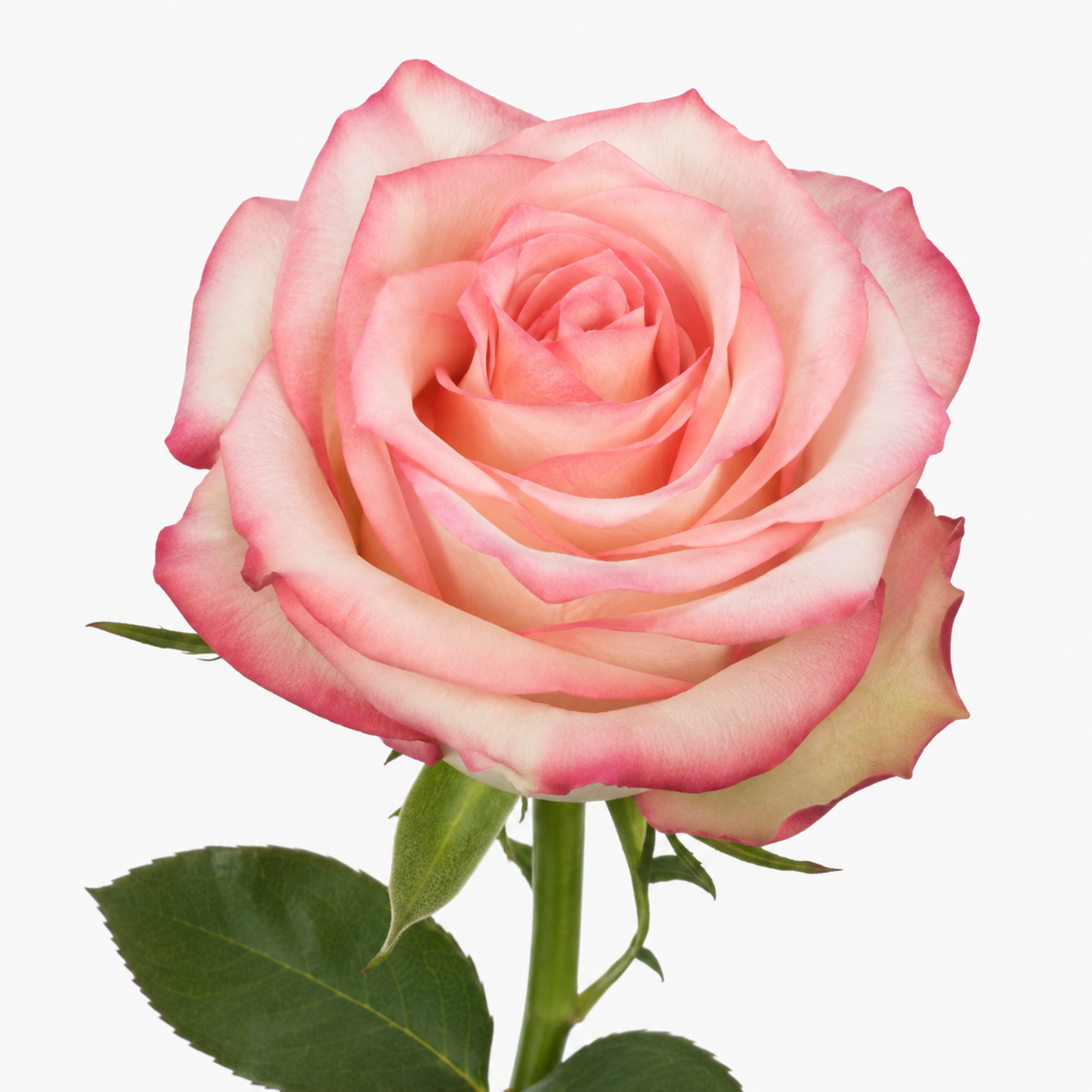 Rose Paloma