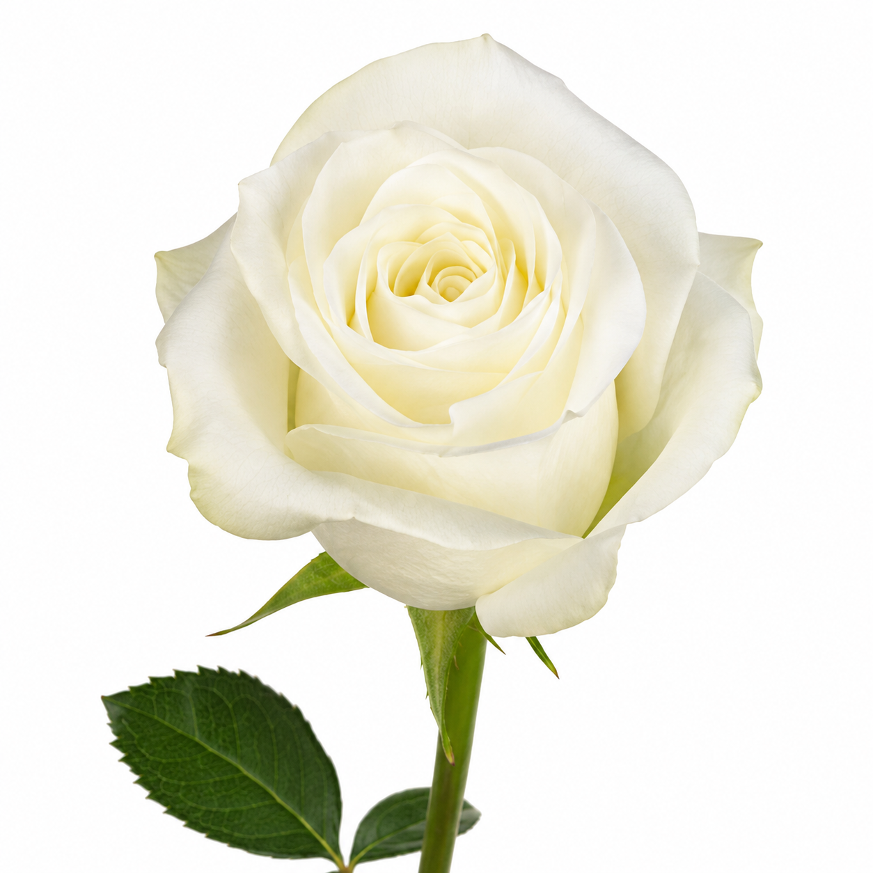 Rose Proud