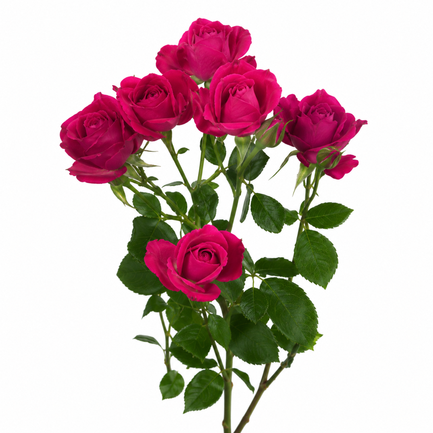 Spray Rose Alicia