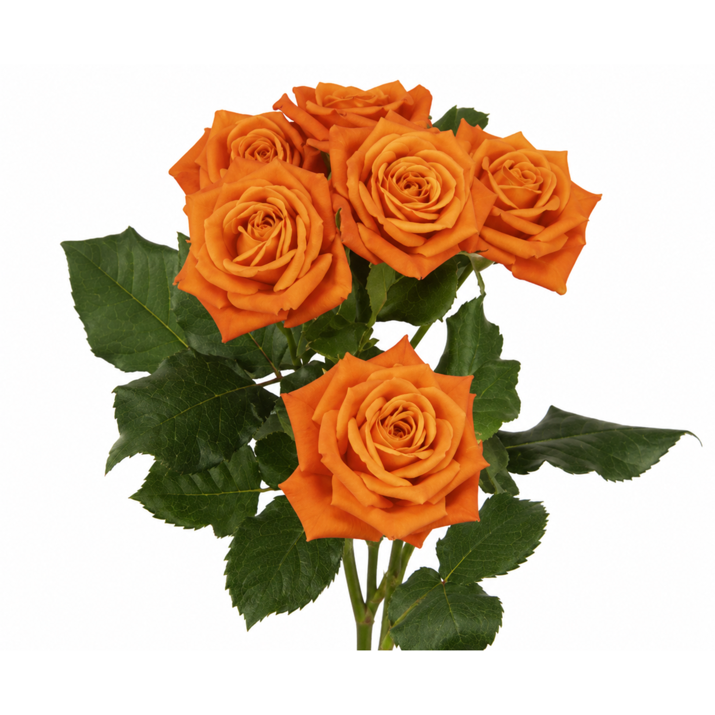 Spray Rose Babe