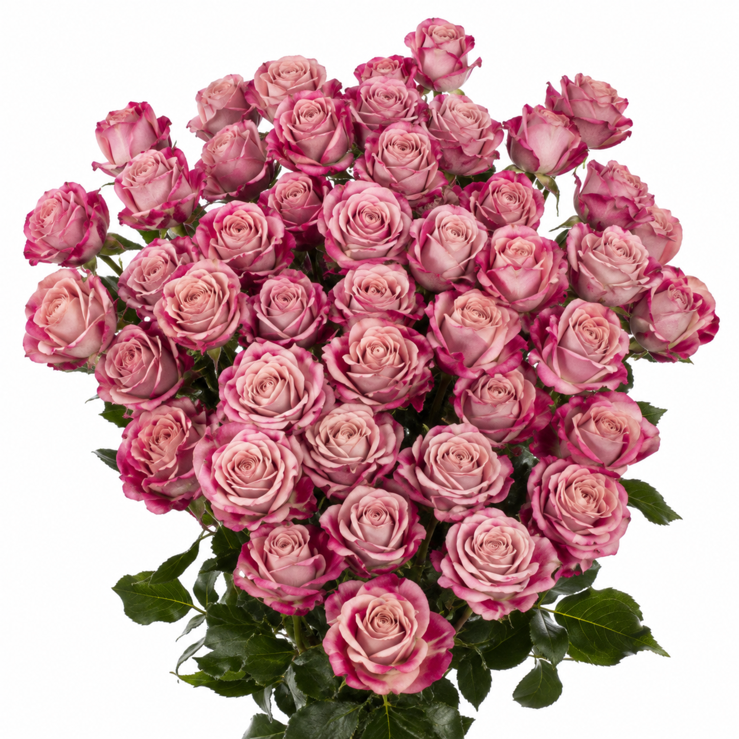 Spray Rose Flinders Lane