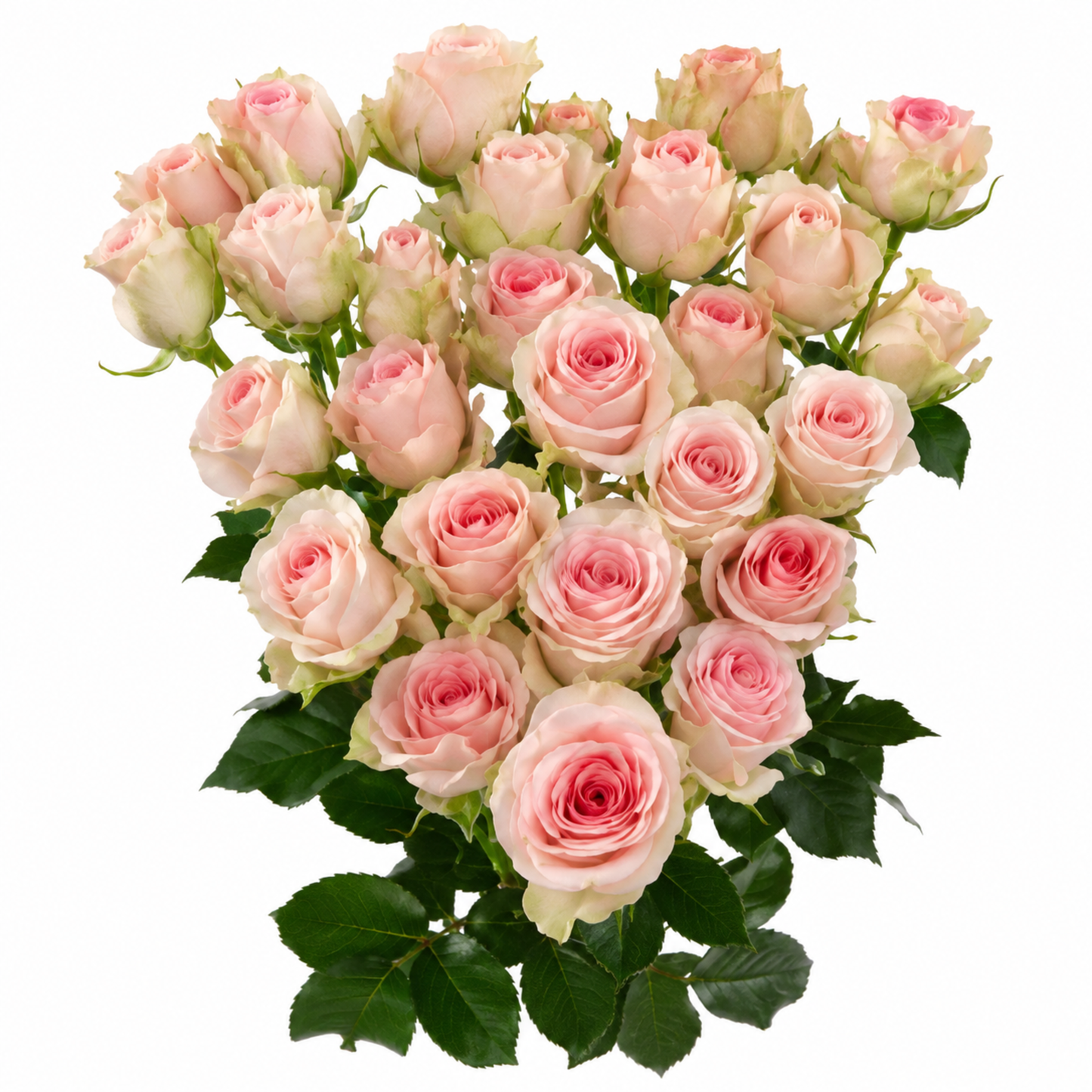 Spray Rose Good Mood