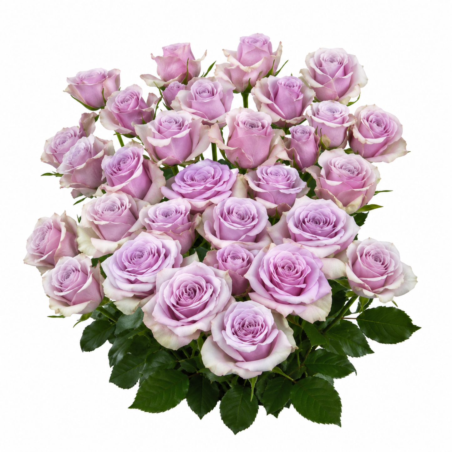 Spray Rose Leila