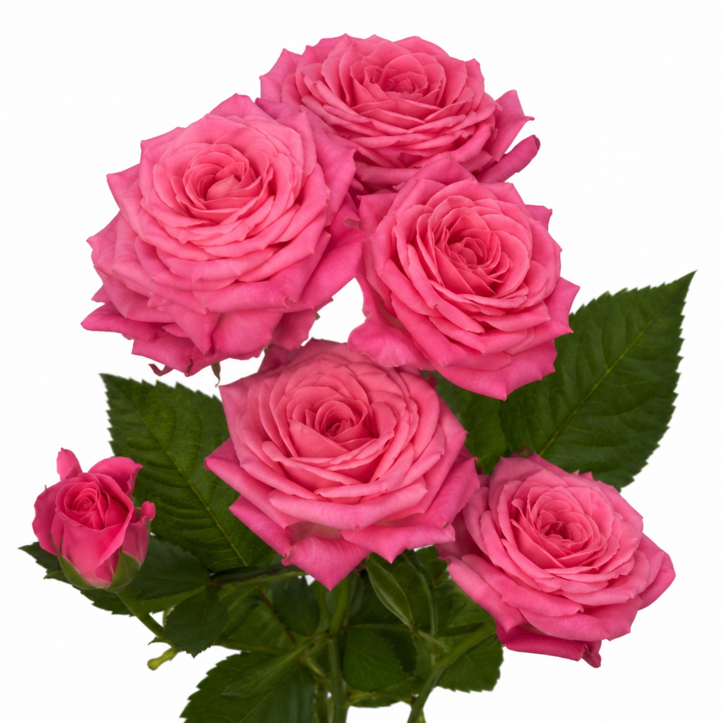 Spray Rose Lianne