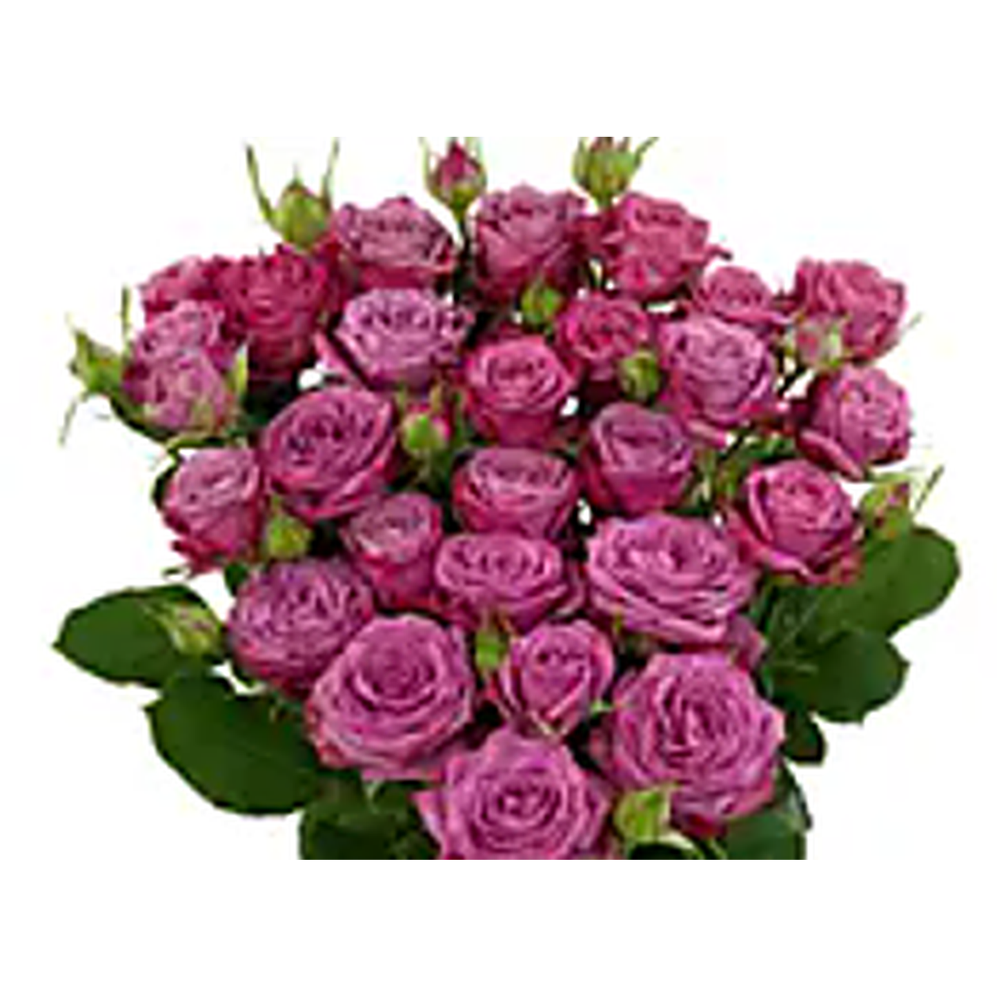 Spray Rose Purple Queen