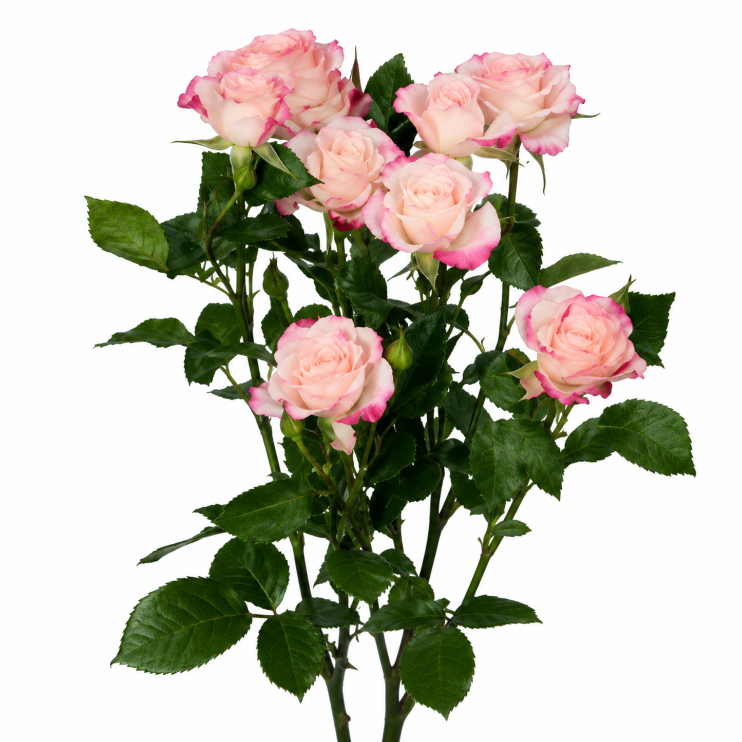 Spray Rose Reflex