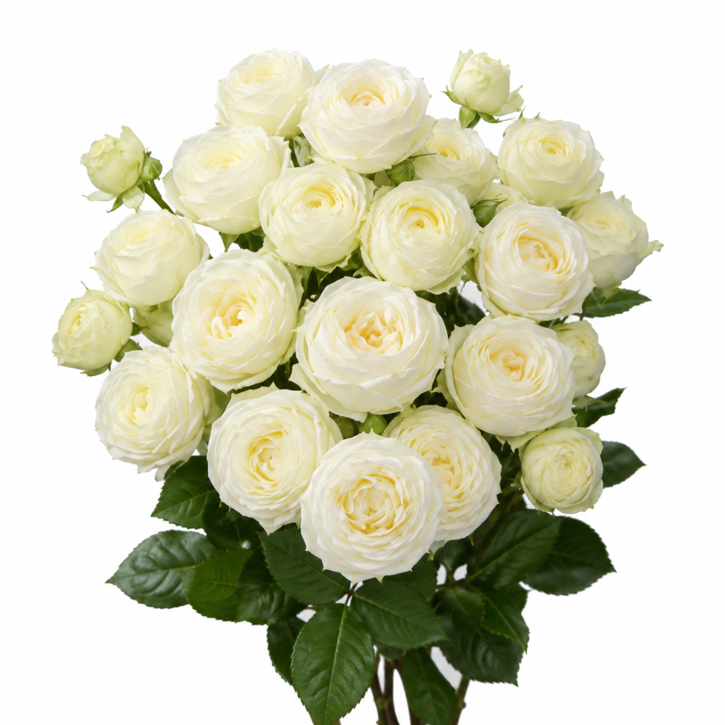 Spray Rose Snowy Blossom