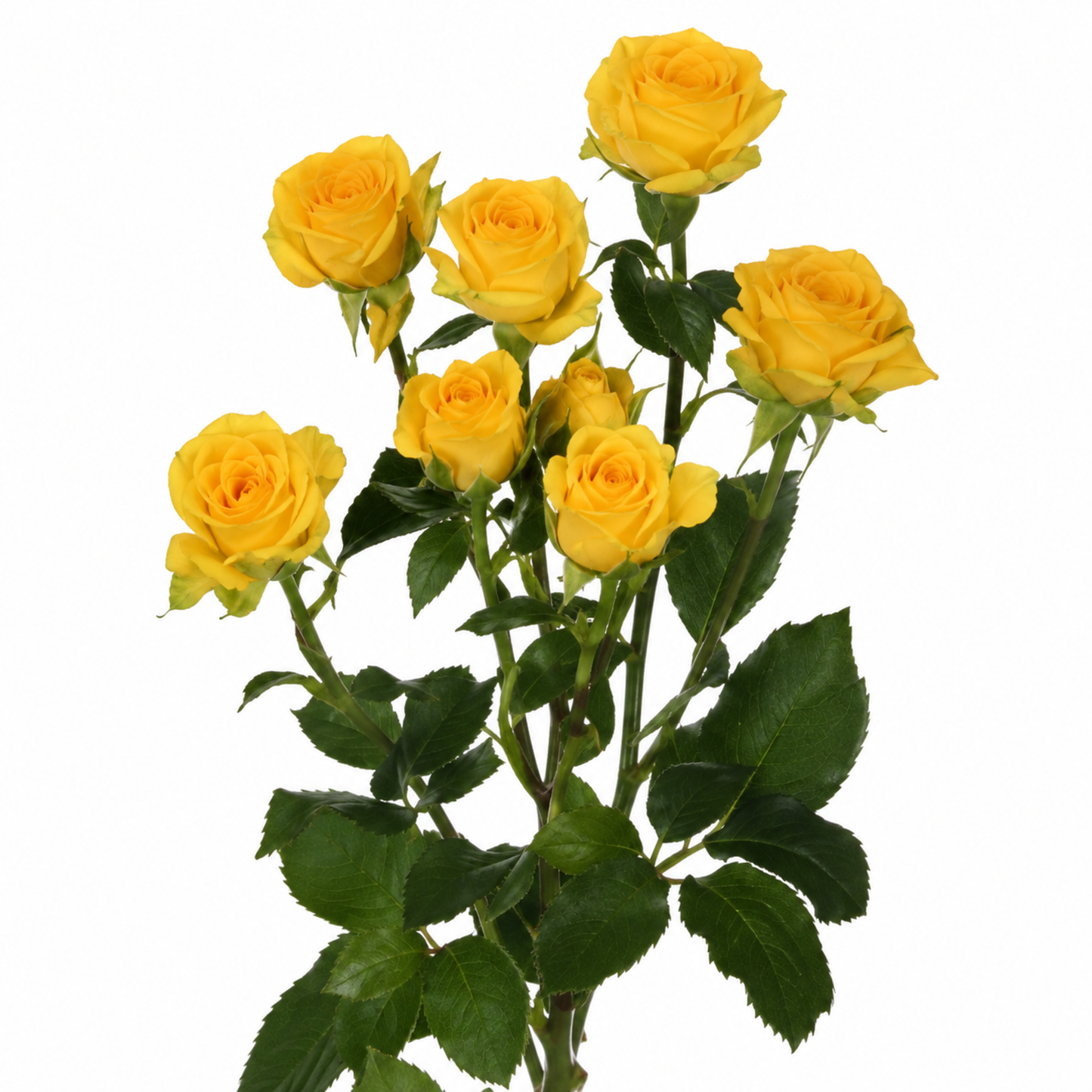 Spray Rose Tarantella