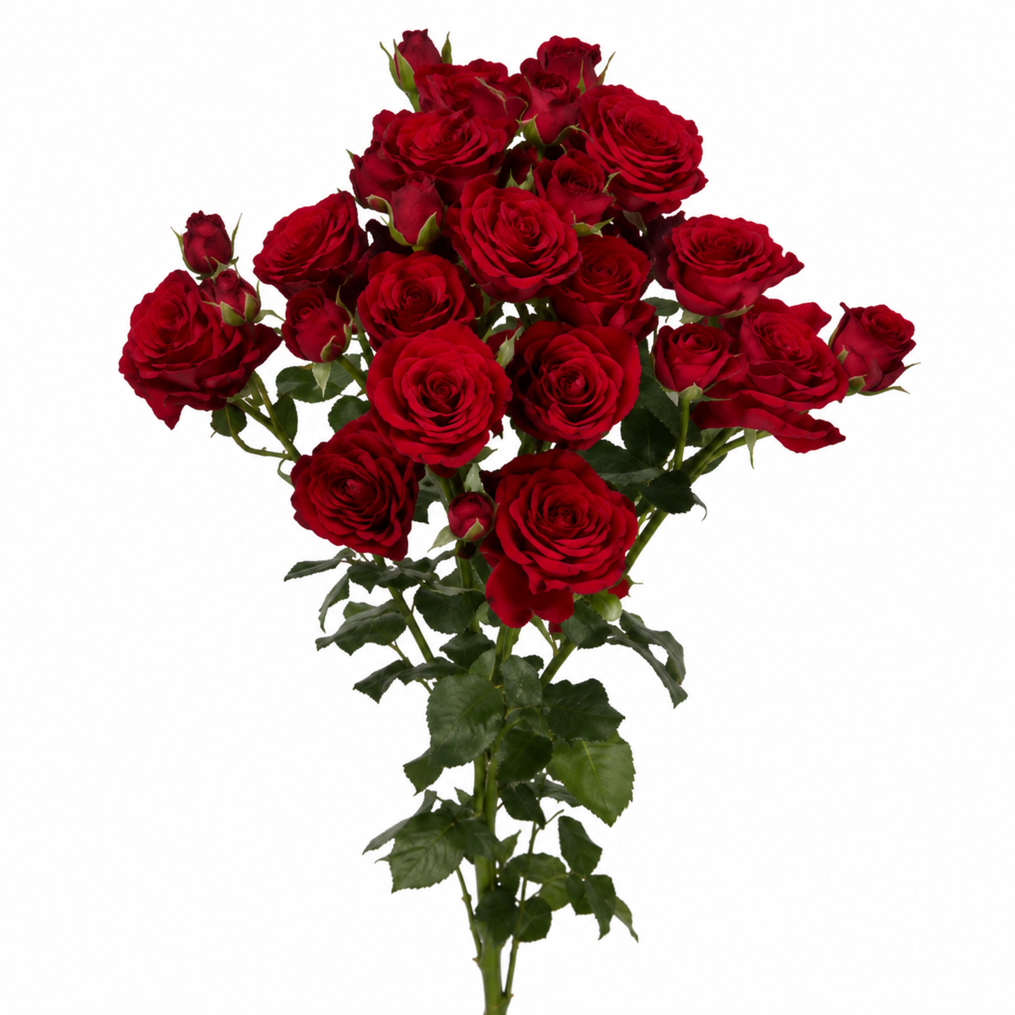 Spray Rose Velvet Blossom