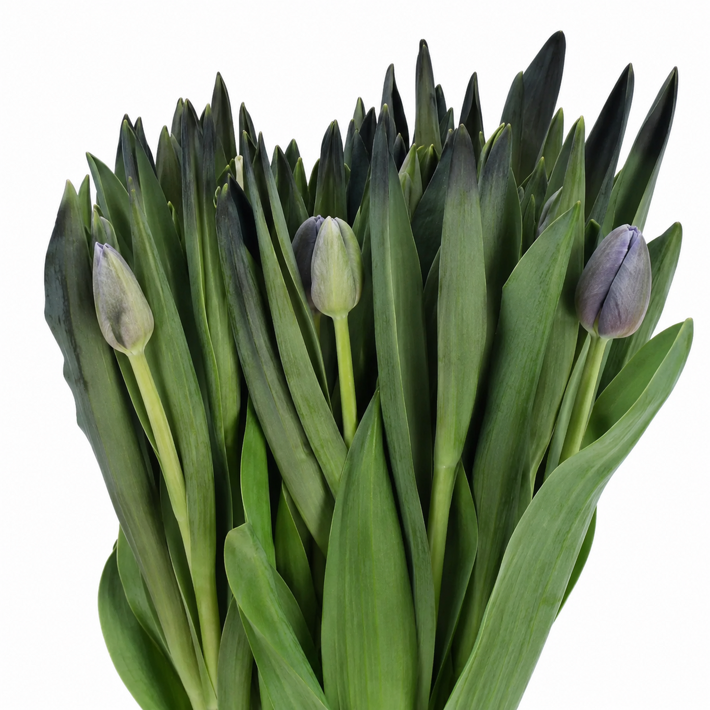 Tulip Dyed Lady Liz