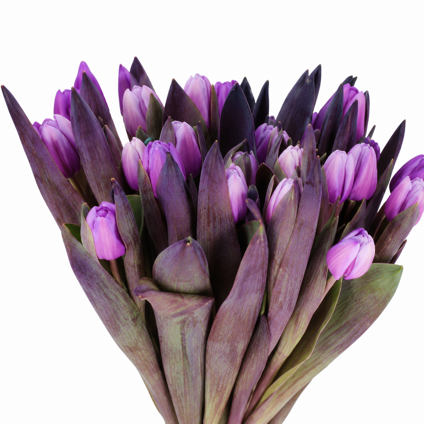 Tulip Dyed Pastel Violet
