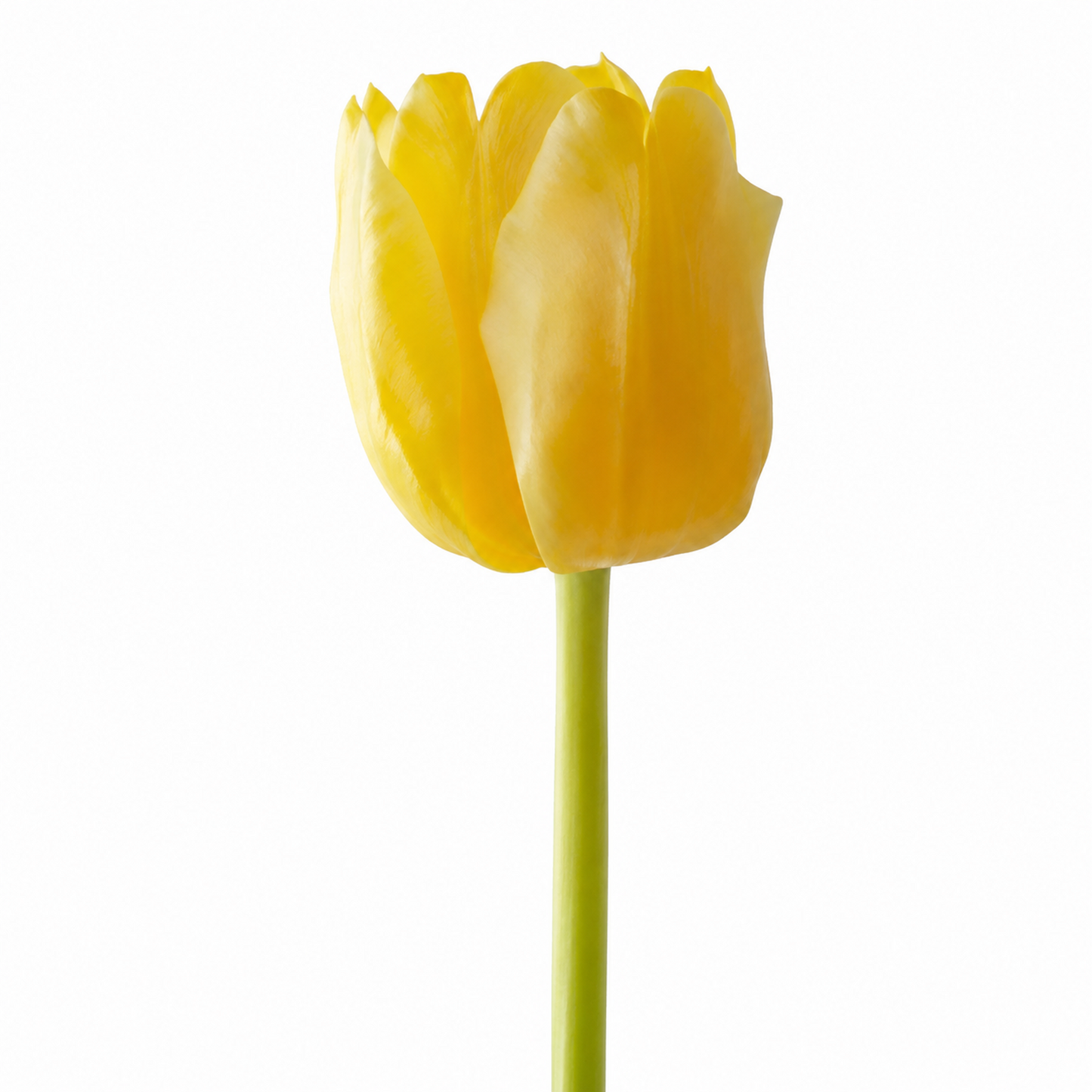 Tulip Dyed Sunshine