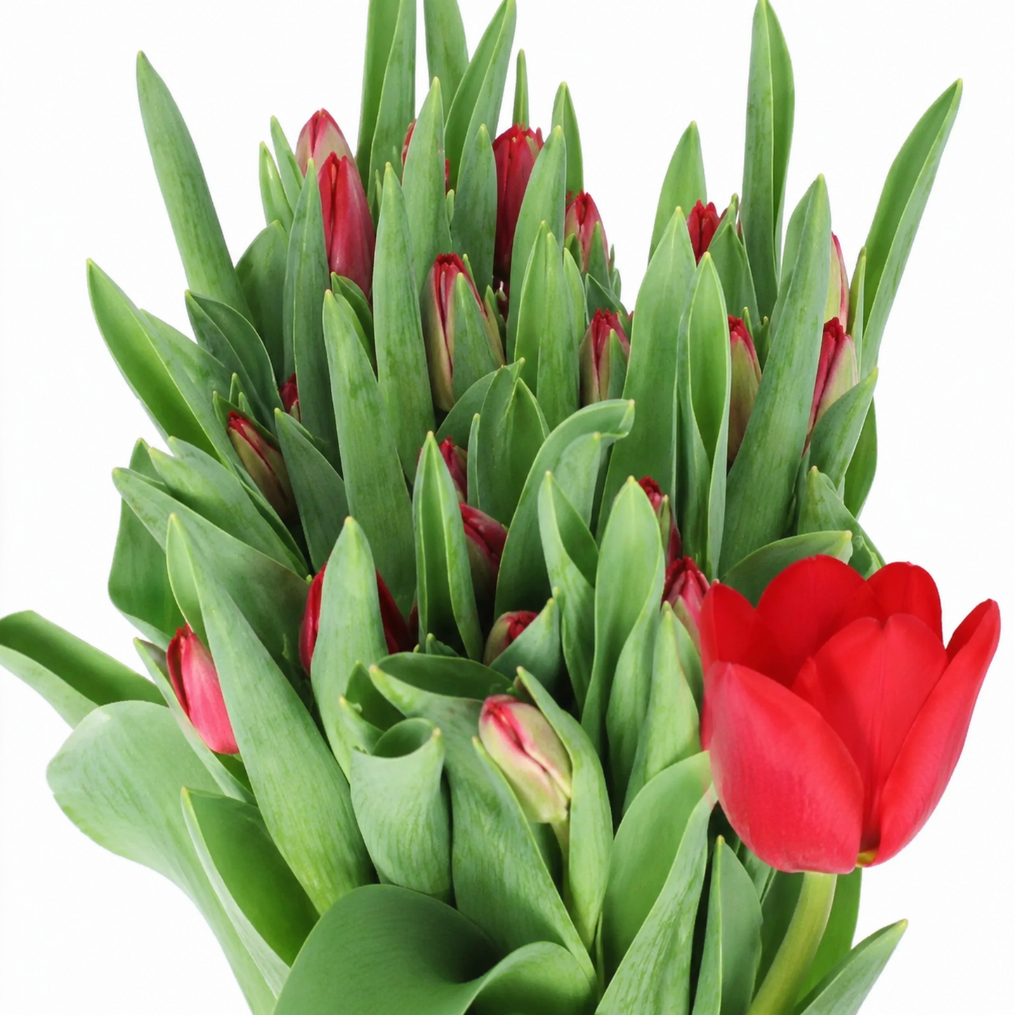 Tulip Ile De France