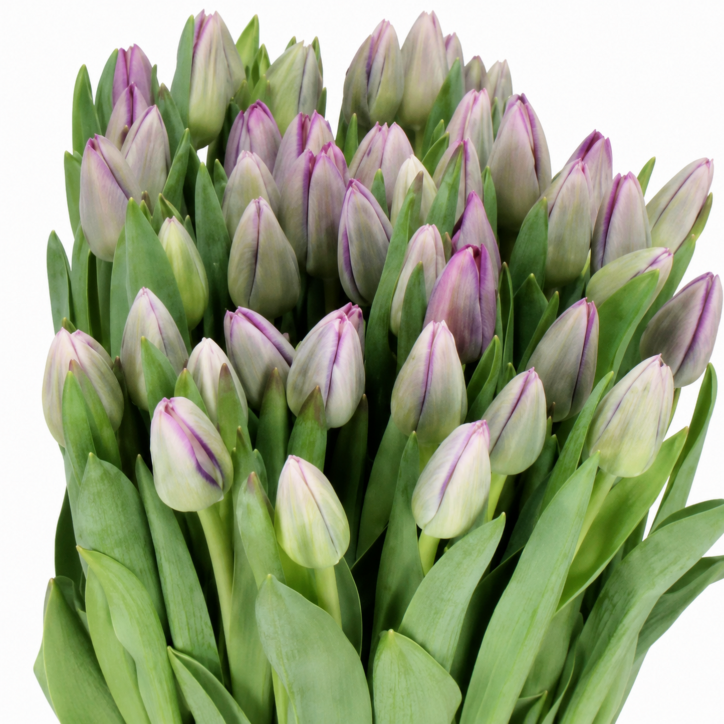 Tulip Triumph Grp Saigon