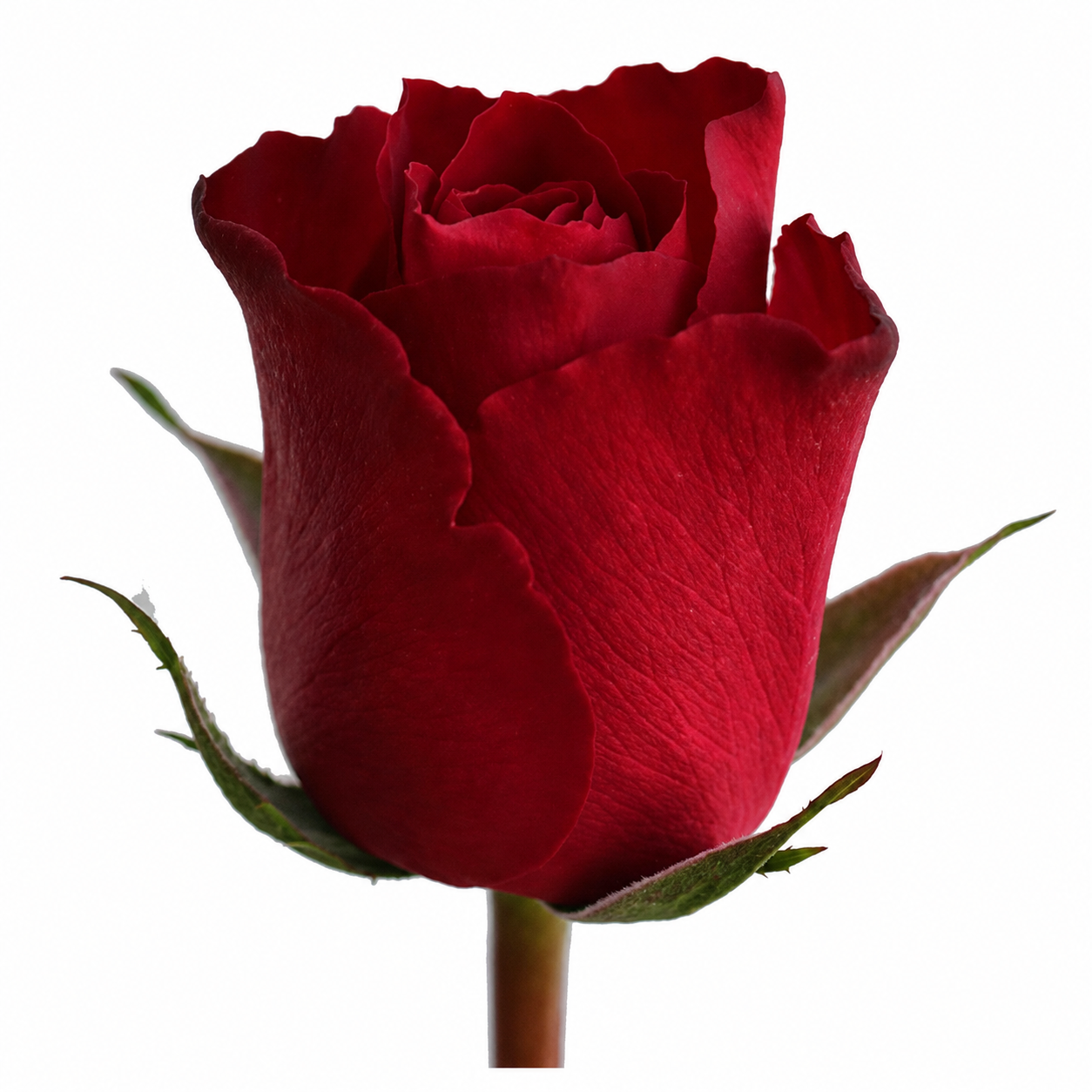 Rose Madam Red