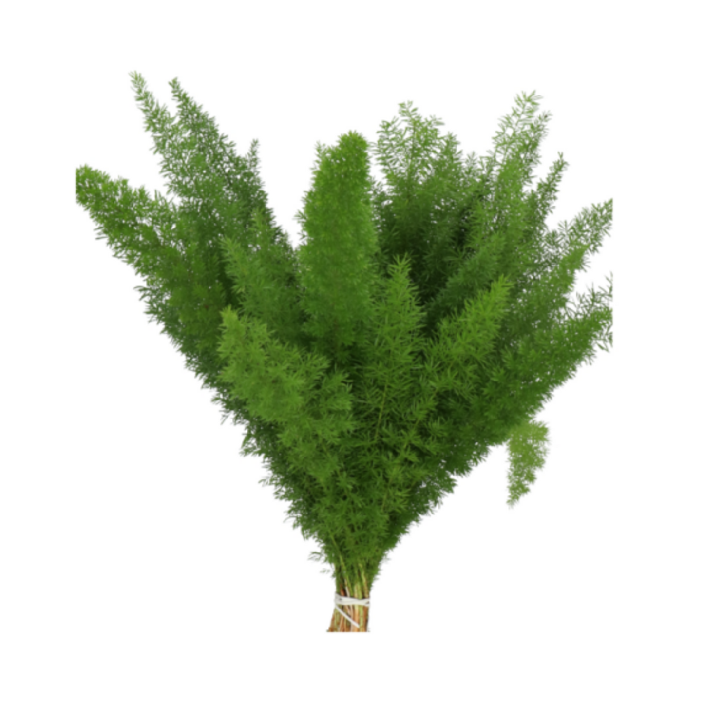 Asparagus Densiflorus Myers
