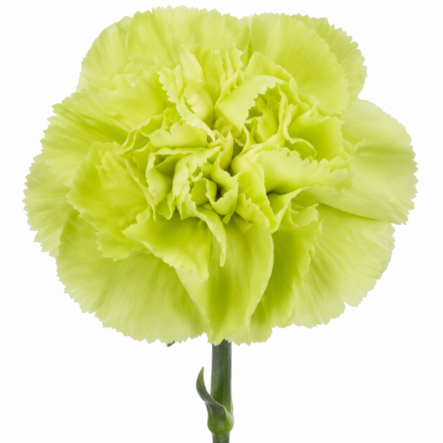 Carnation Celtic