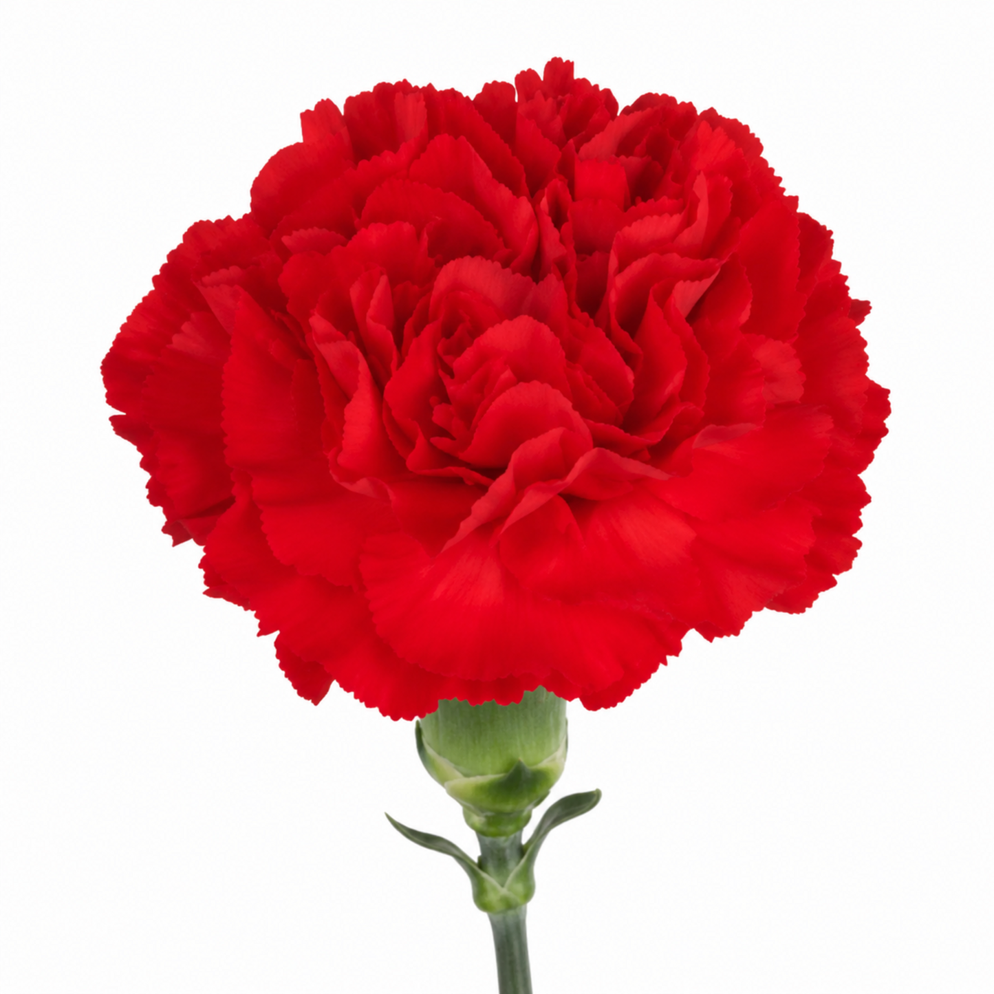 Carnation Cortes