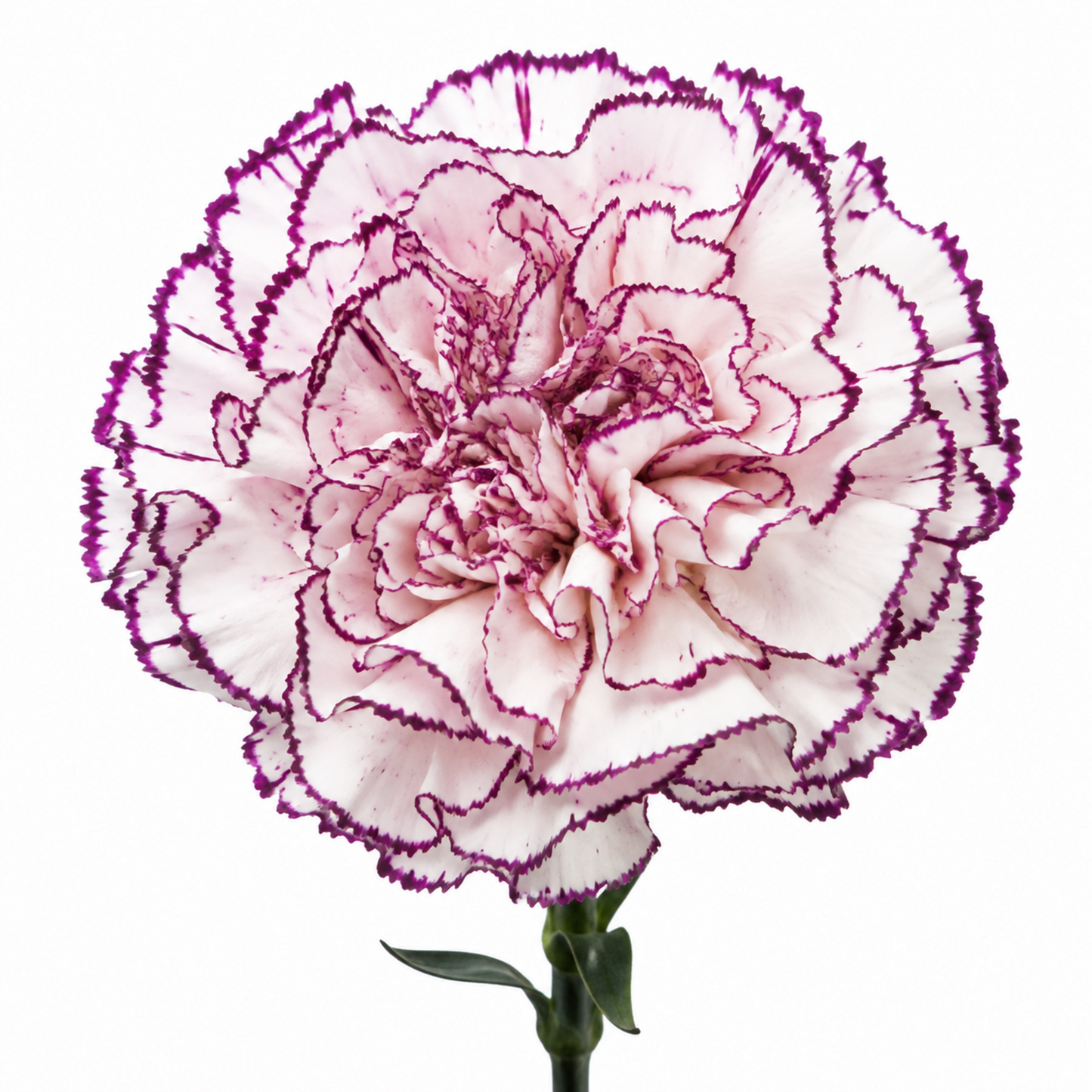 Carnation Damascus