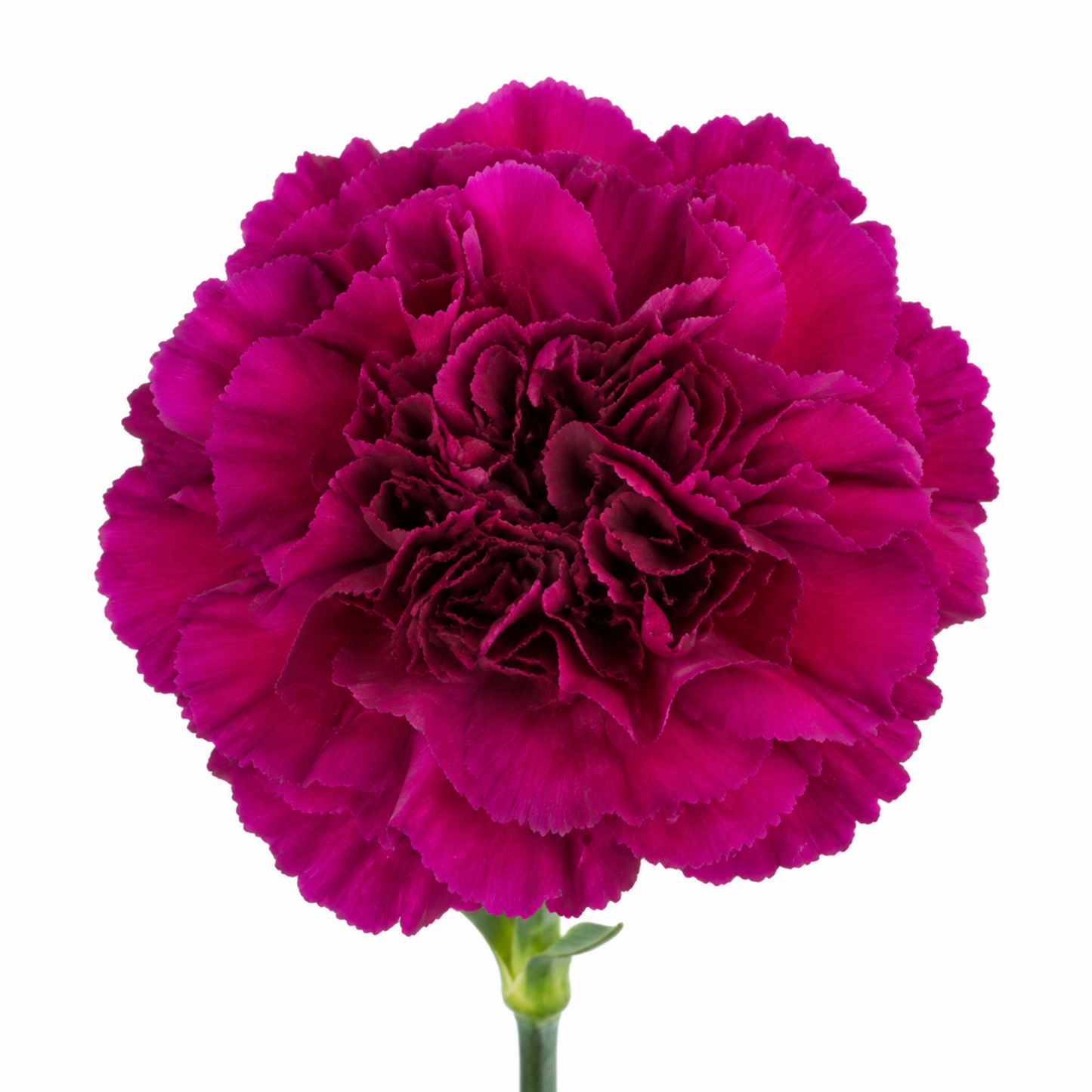 Carnation Golem
