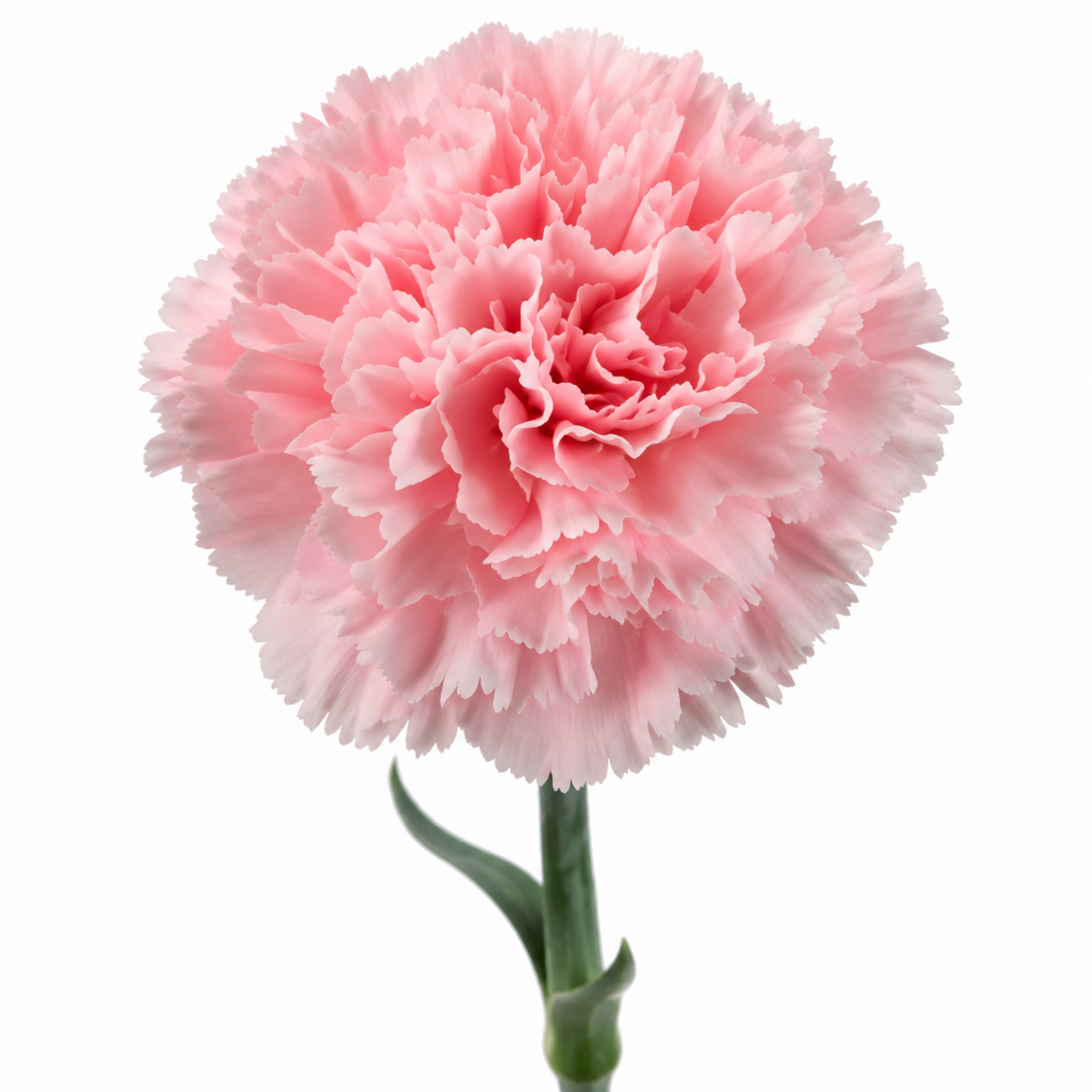 Carnation Jodie