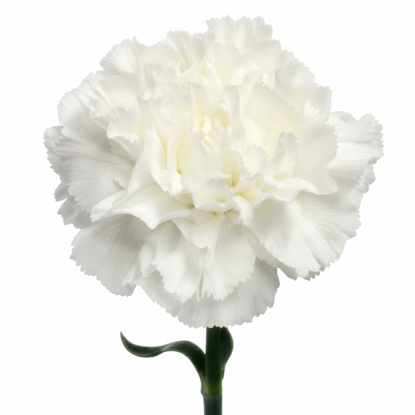 Carnation Nives