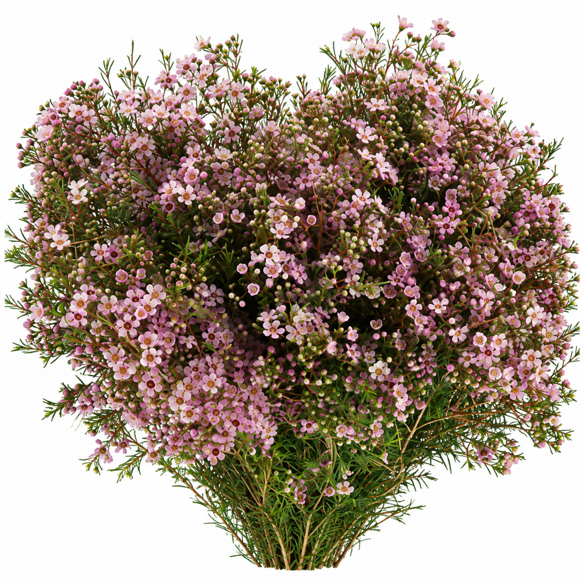 Chamelaucium Alouana
