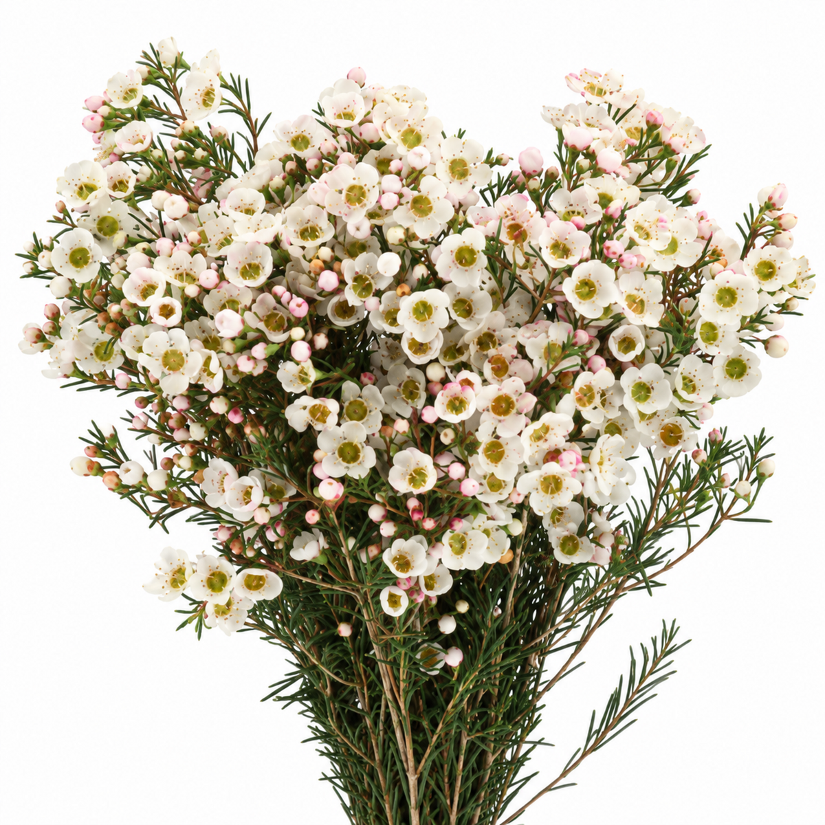 Chamelaucium Rhiannon