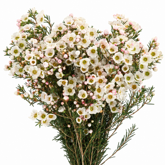 Chamelaucium Rhiannon