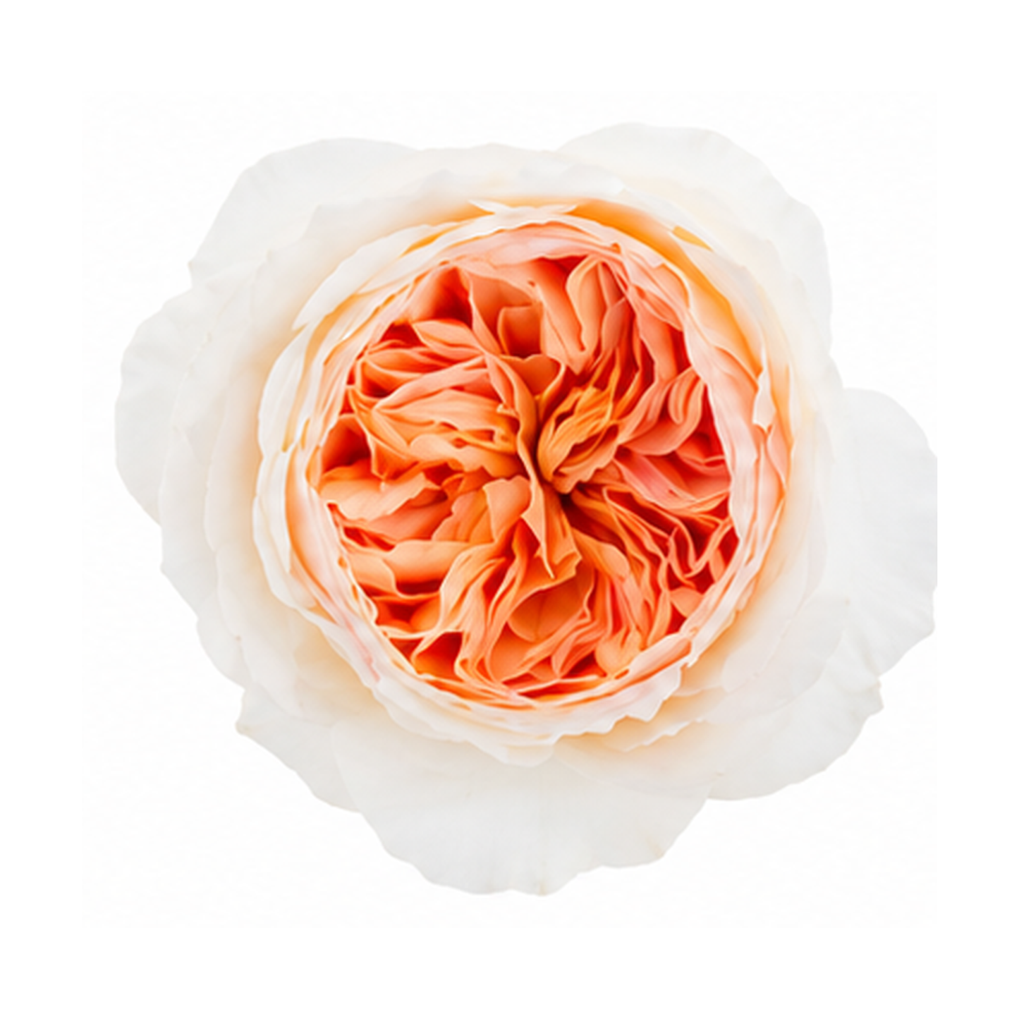 David Austin Juliet Wedding Rose
