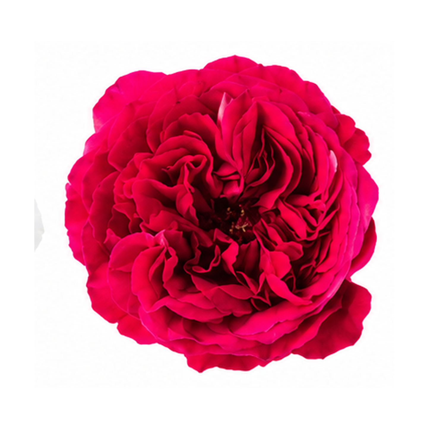 David Austin Kate Wedding Roses