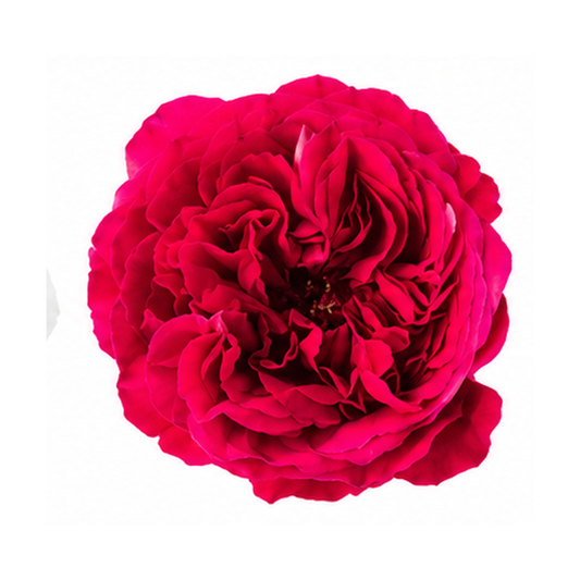 David Austin Kate Wedding Roses