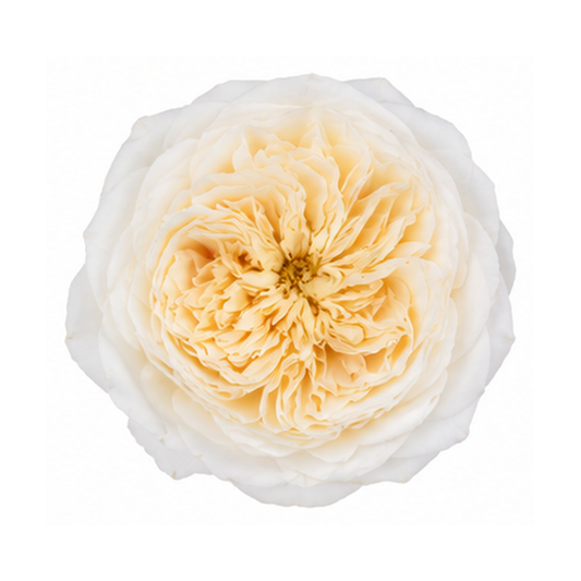 David Austin Patience Wedding Rose