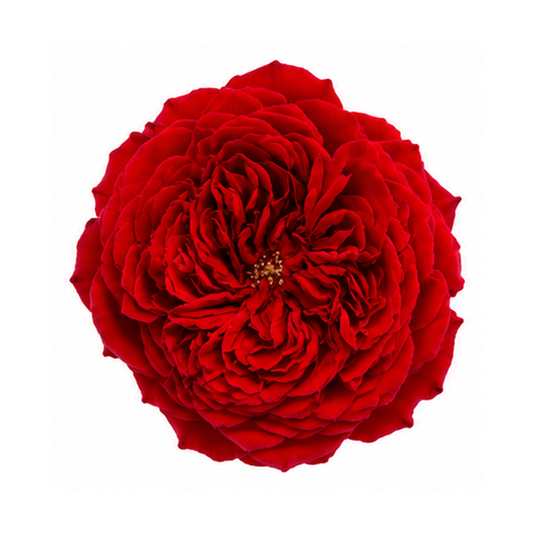 David Austin Tess Wedding Rose