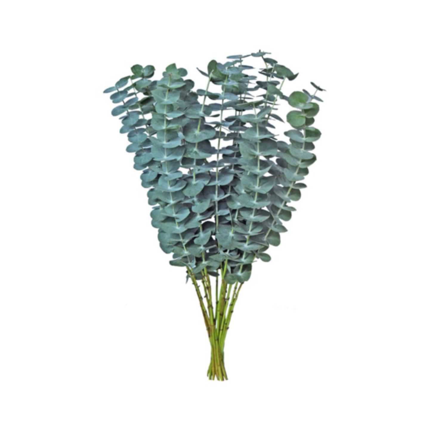 Eucalyptus Baby Blue